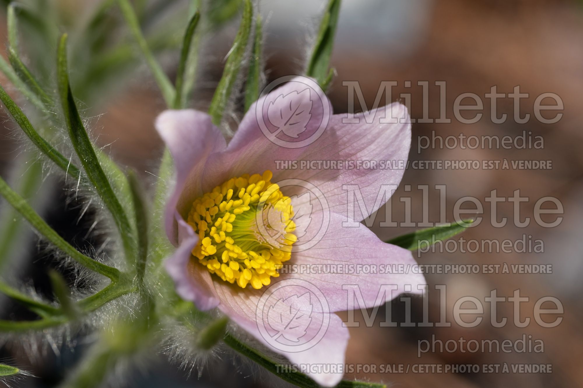 Pulsatilla Pearl Bells (Pasque Flower) 3