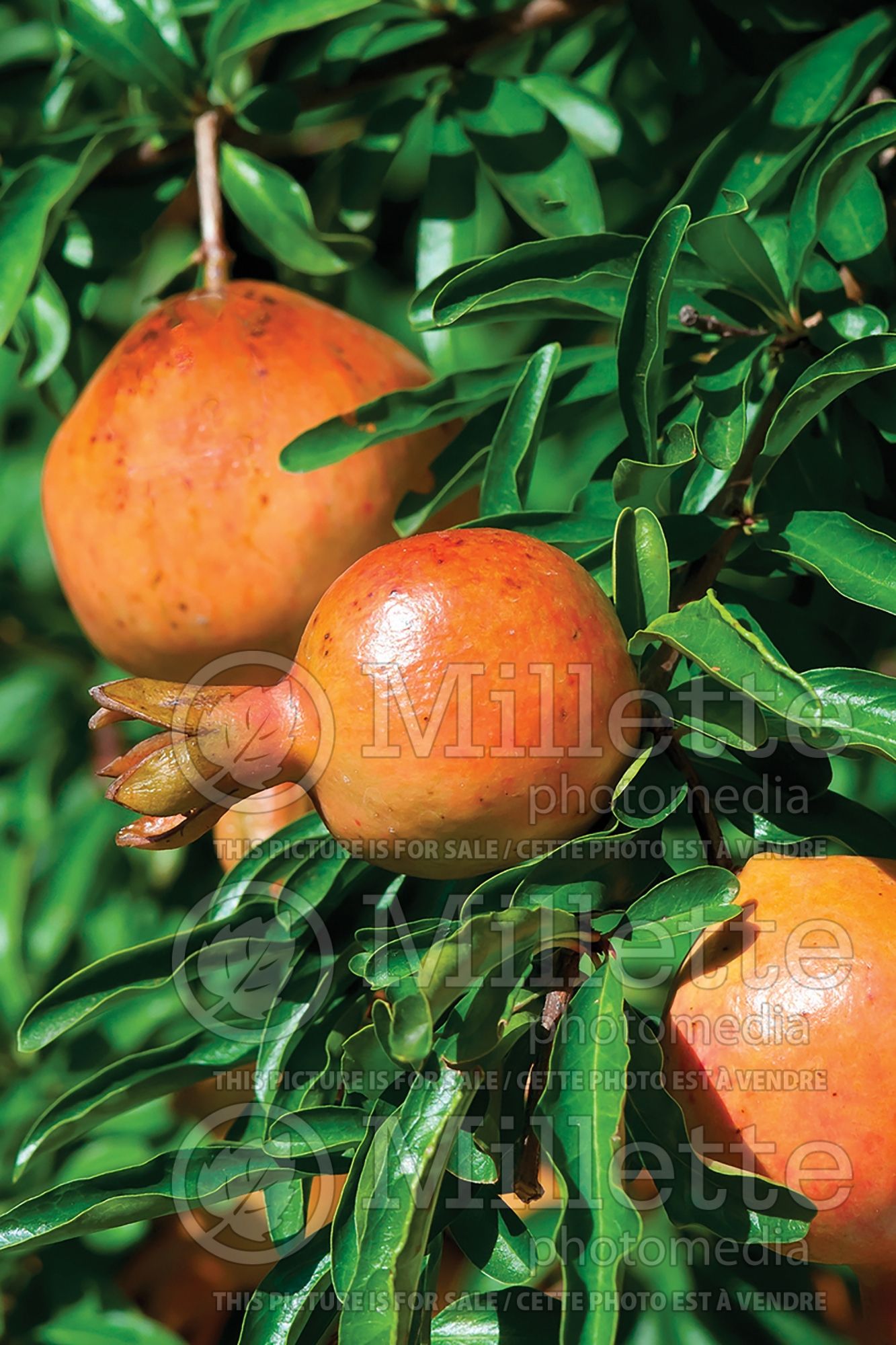 Punica Sirenevyi (Pomegranate) 2