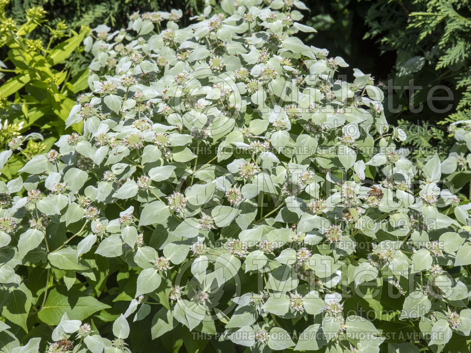 Pycnanthemum muticum (mountain mint) 3