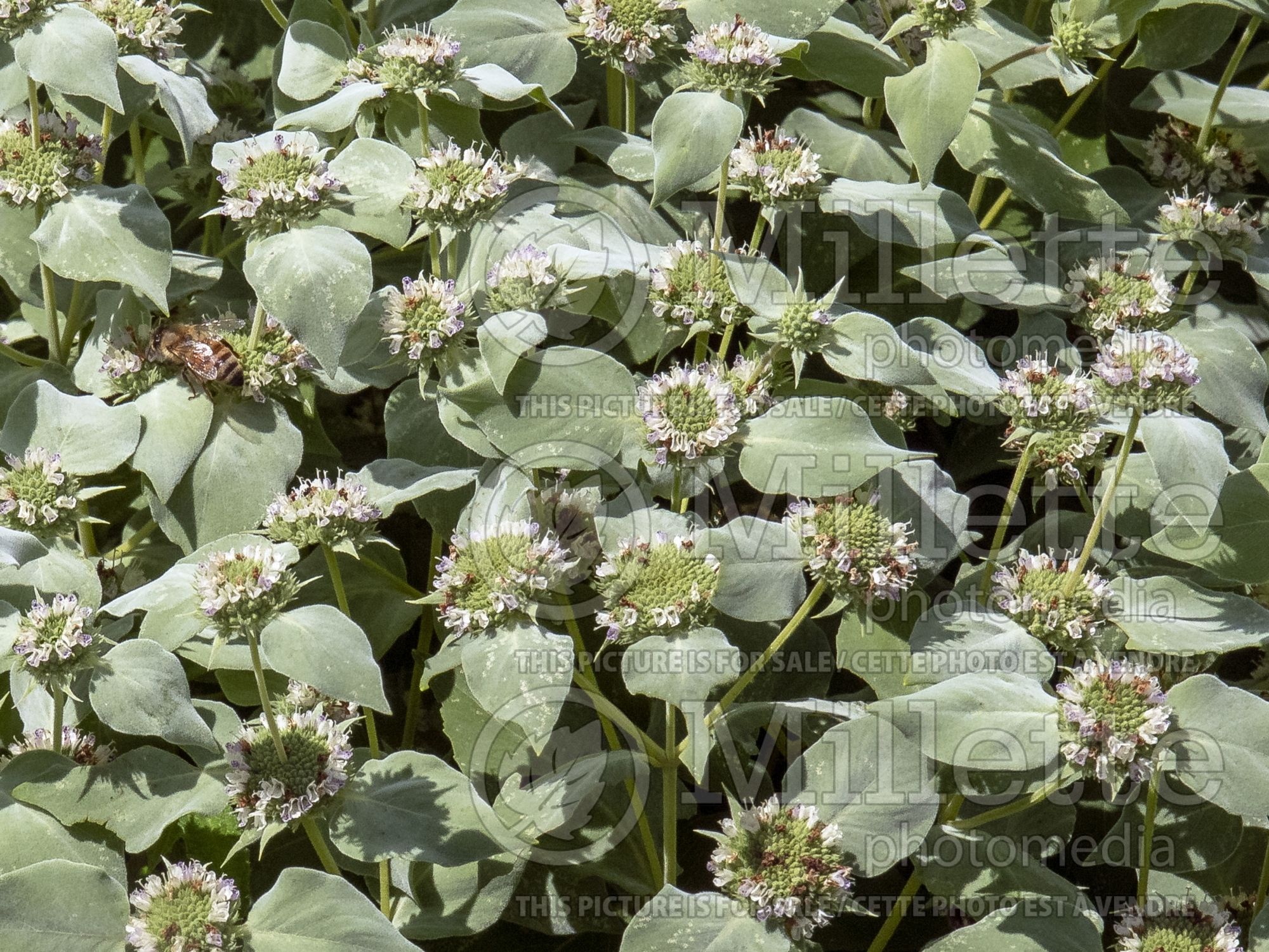 Pycnanthemum muticum (mountain mint) 4