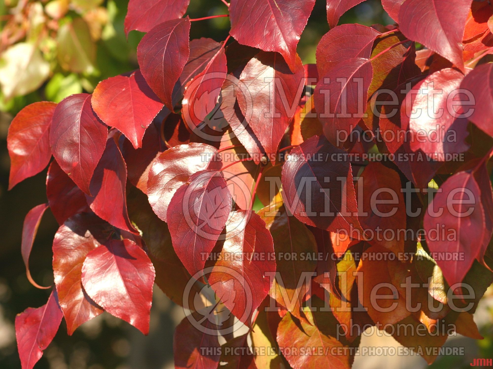 Pyrus Autumn Blaze (Callery Pear) 4