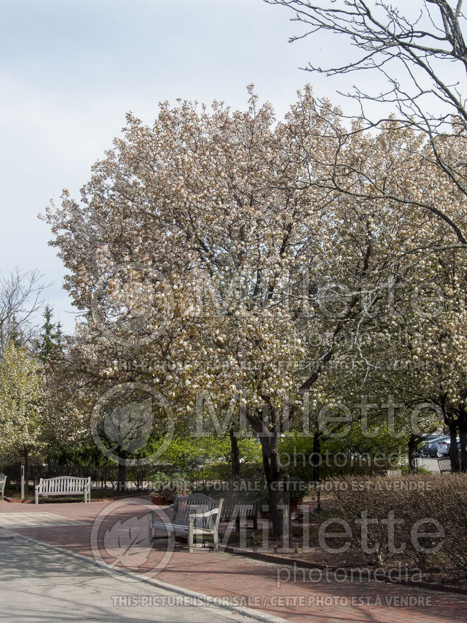 Pyrus Autumn Blaze (Callery Pear) 1