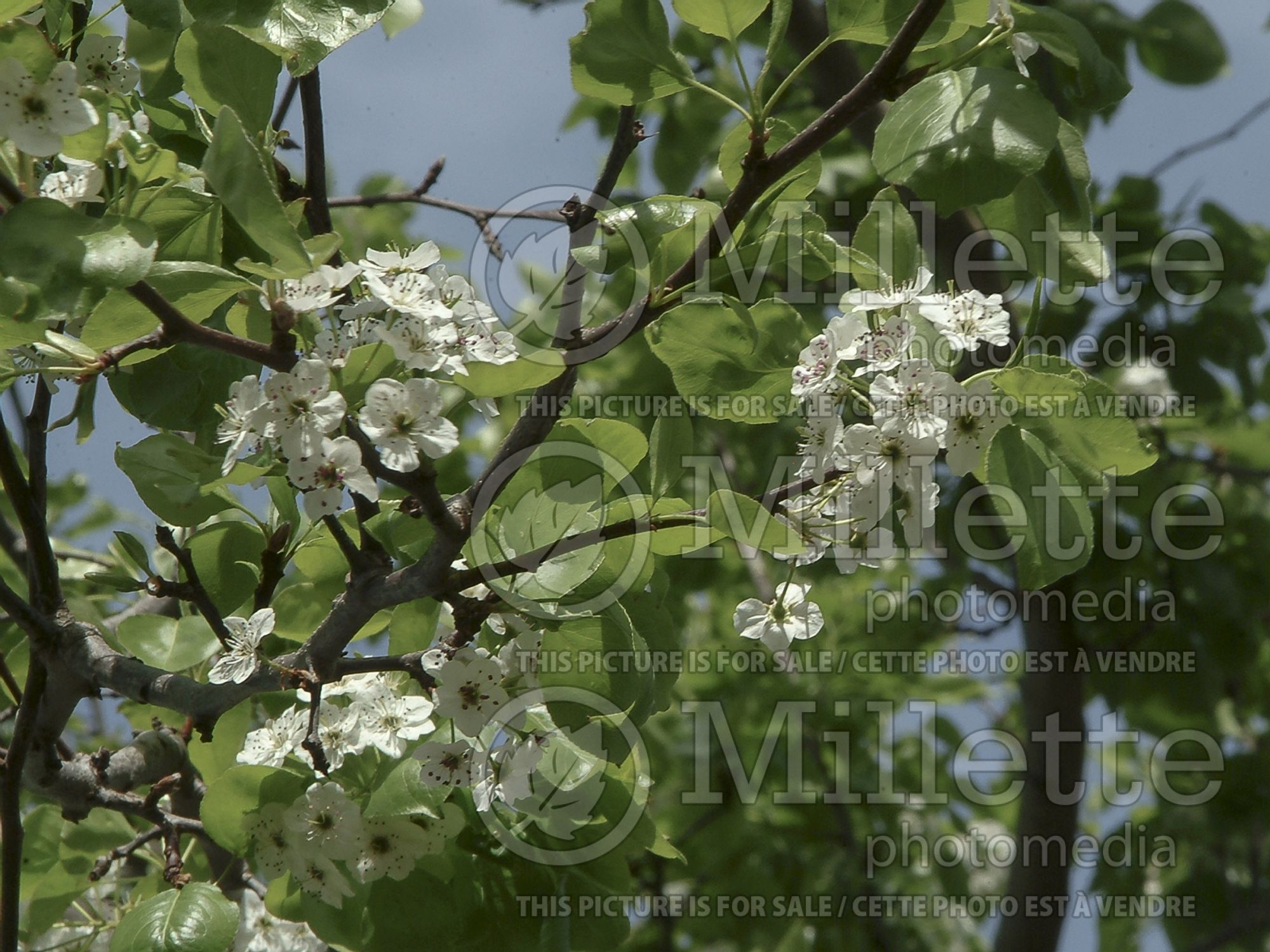 Pyrus Autumn Blaze (Callery Pear) 2