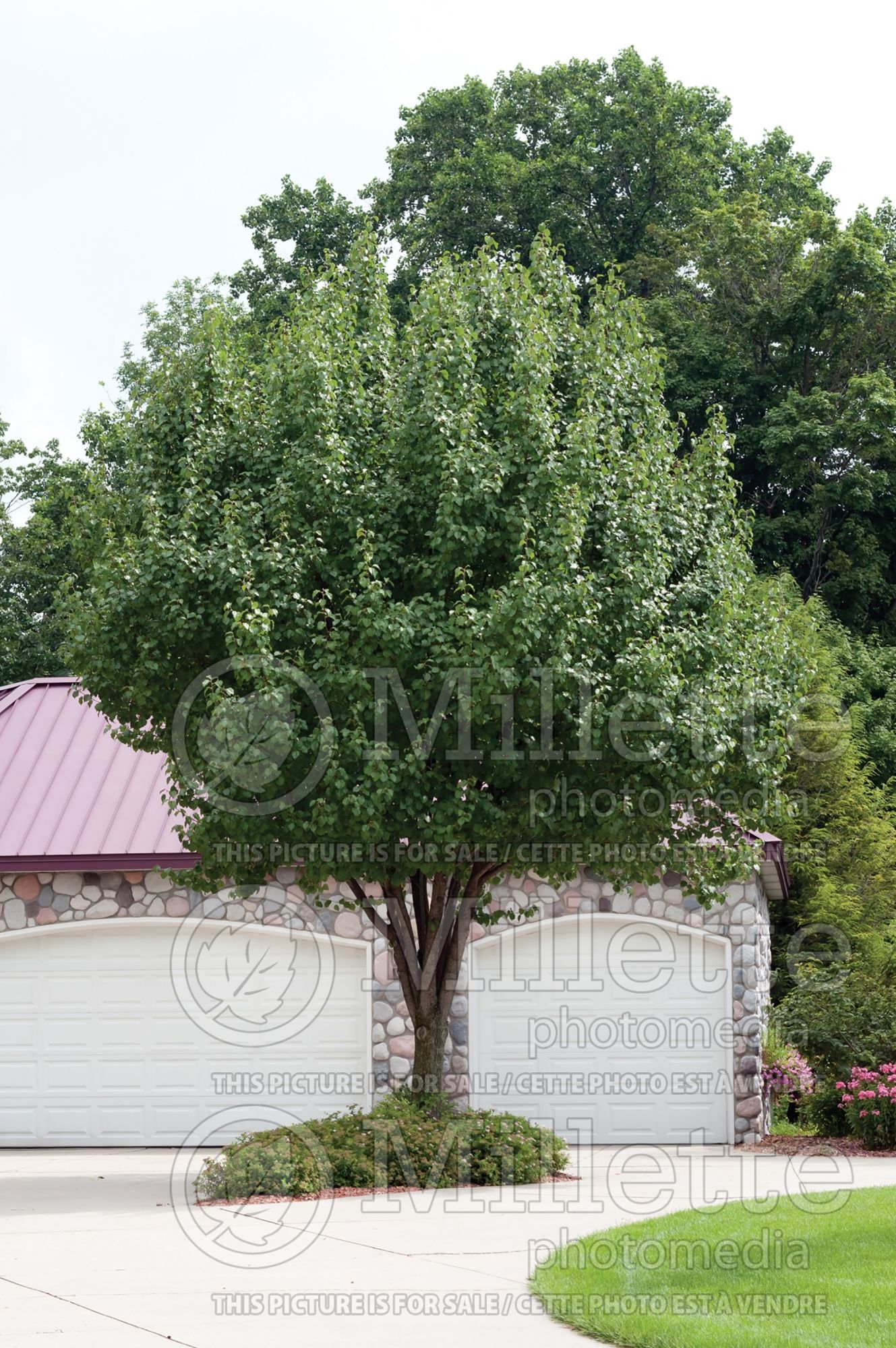 Pyrus Bradford (ornamental callery pear) 1