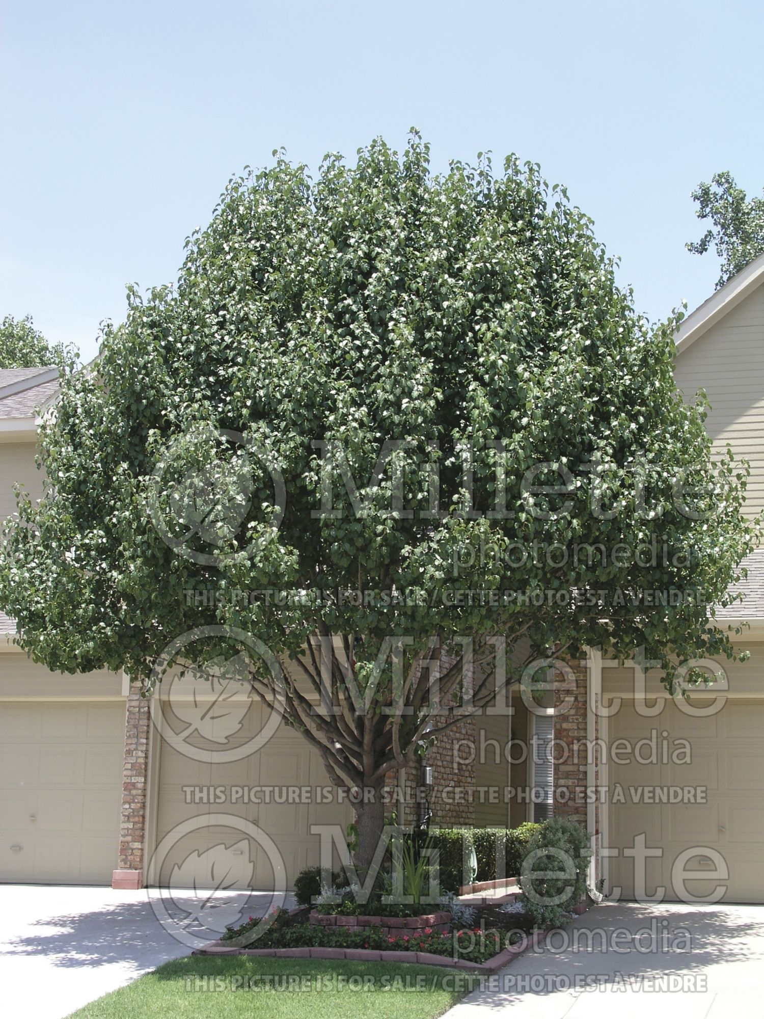 Pyrus Bradford (ornamental callery pear) 3
