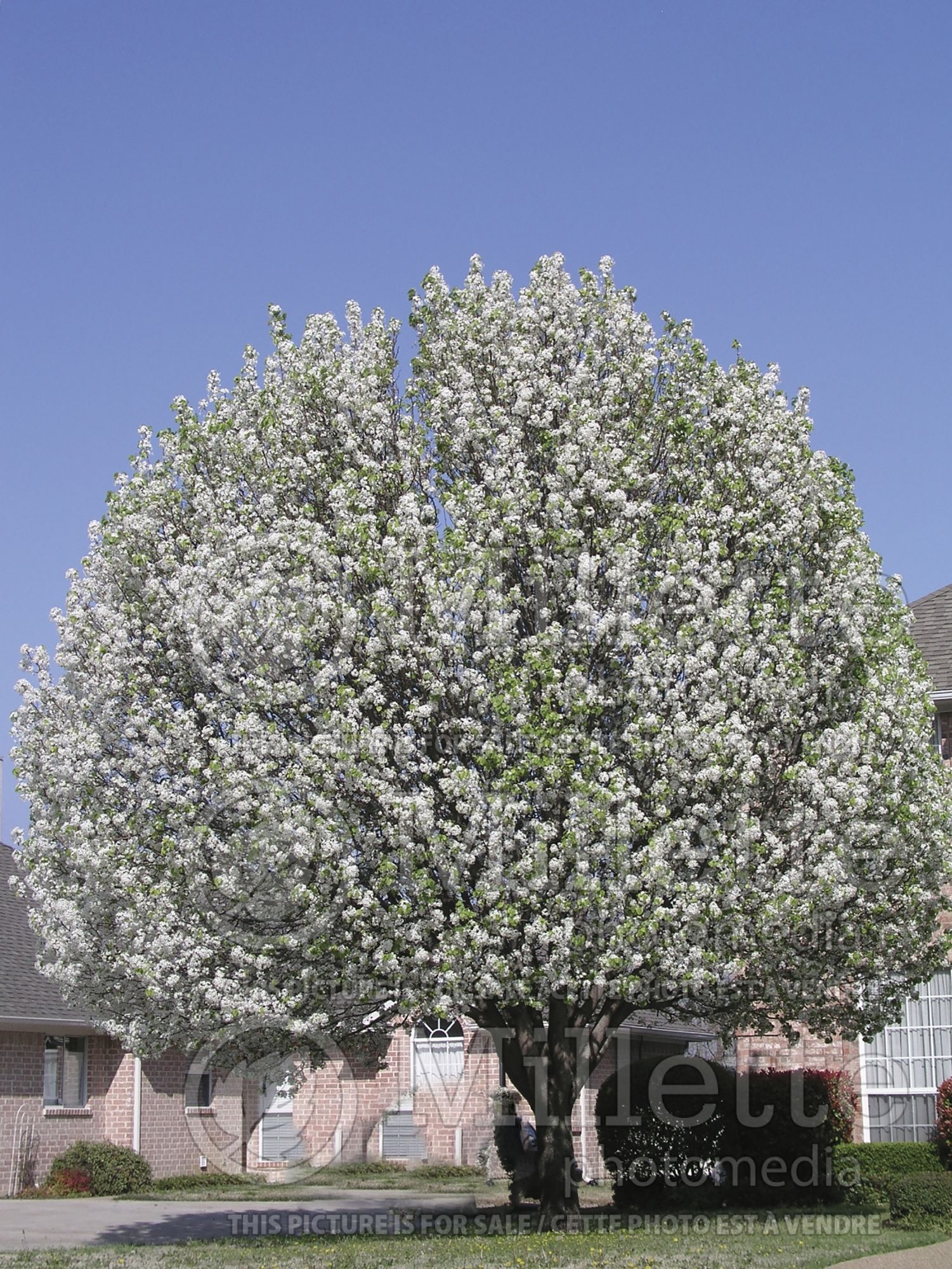 Pyrus Bradford (ornamental callery pear) 5