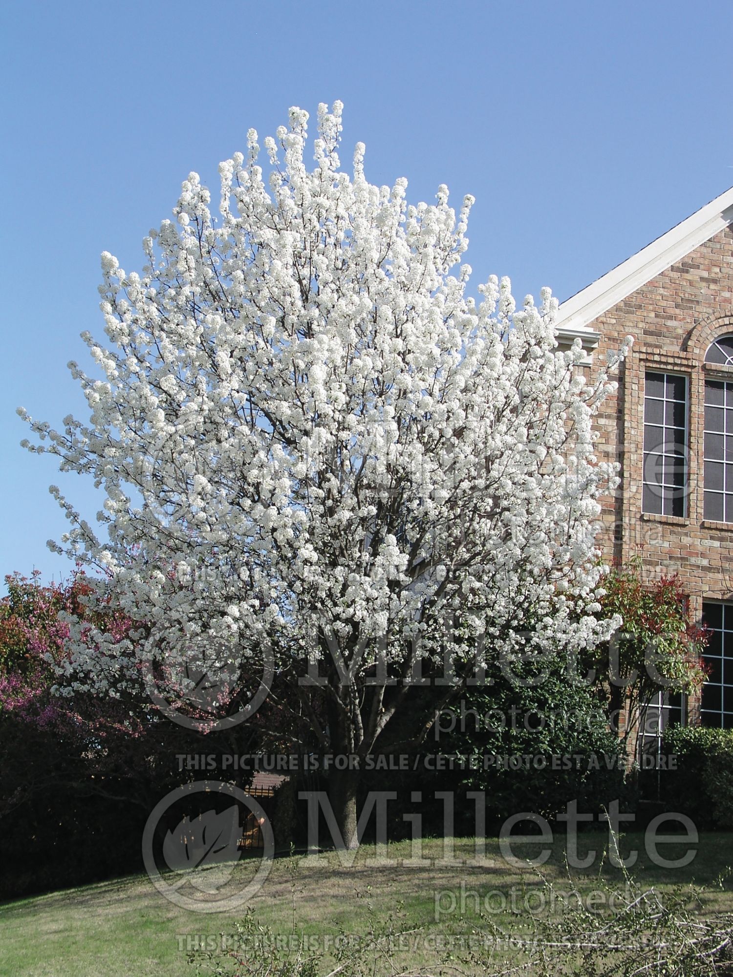 Pyrus Bradford (ornamental callery pear) 2