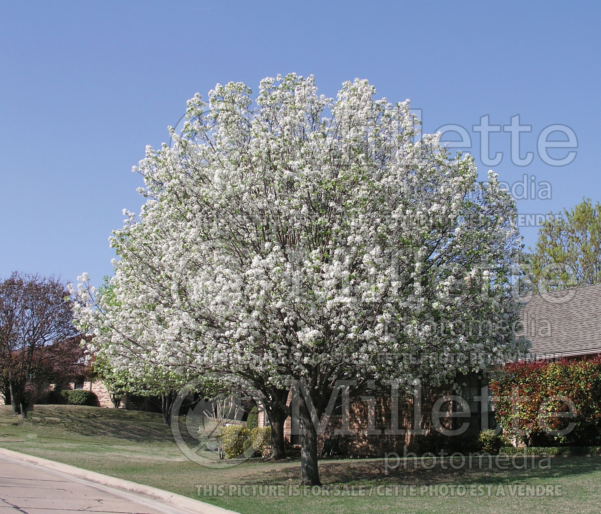 Pyrus Trinity (Callery Pear) 4