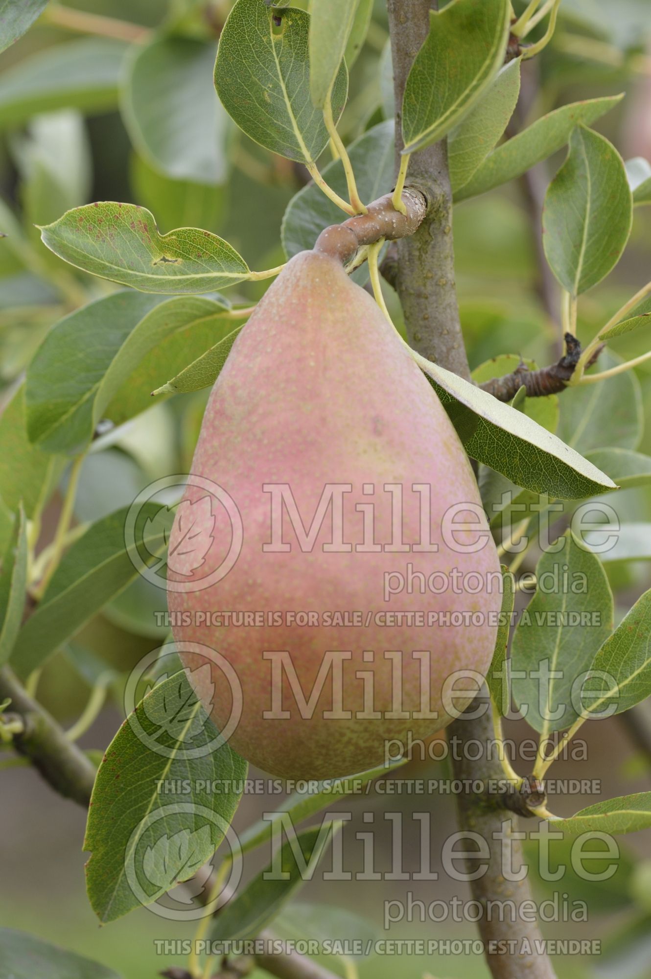 Pyrus Beurre Clairgeau (callery pear) 1
