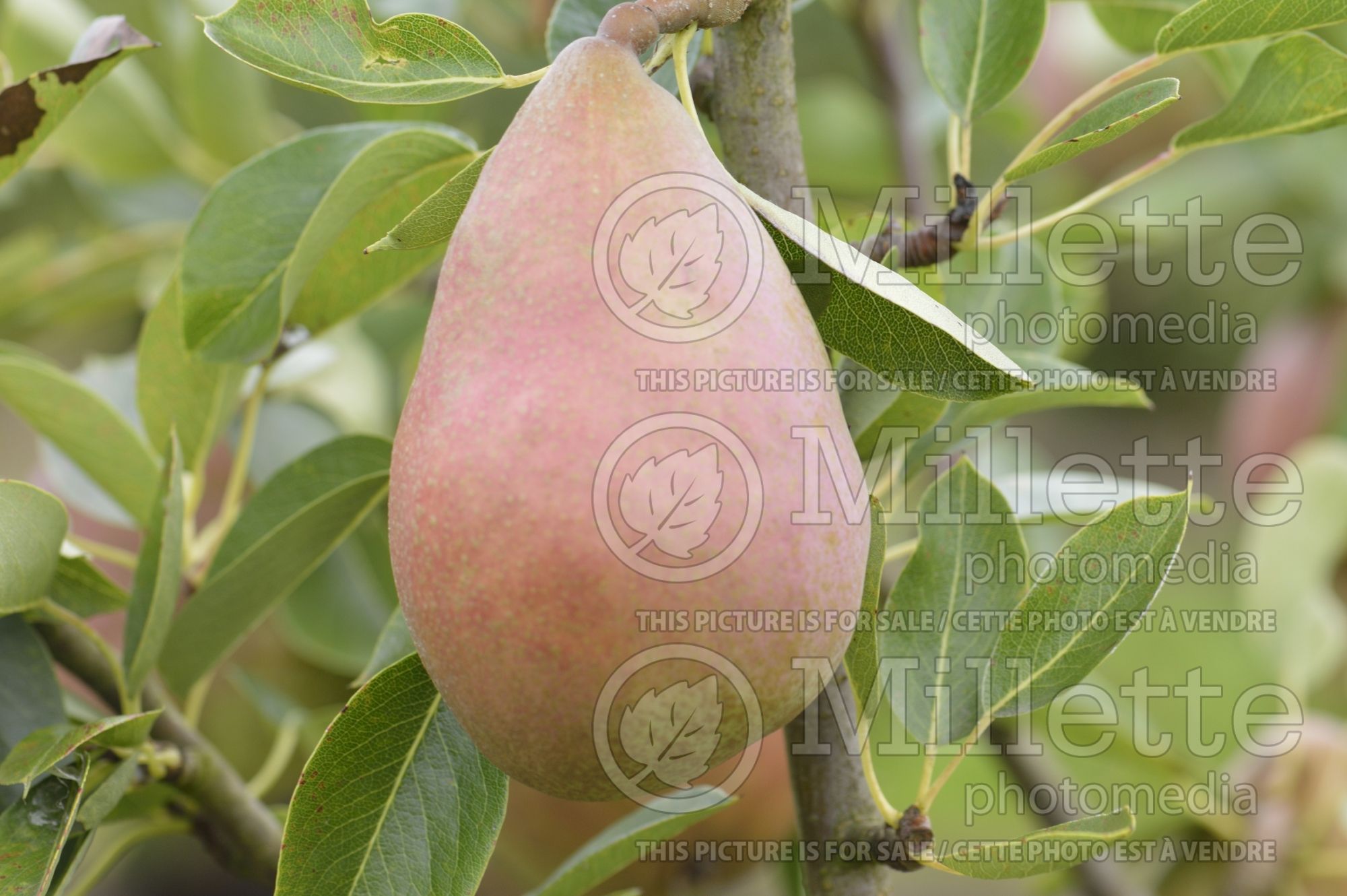 Pyrus Beurre Clairgeau (callery pear) 2