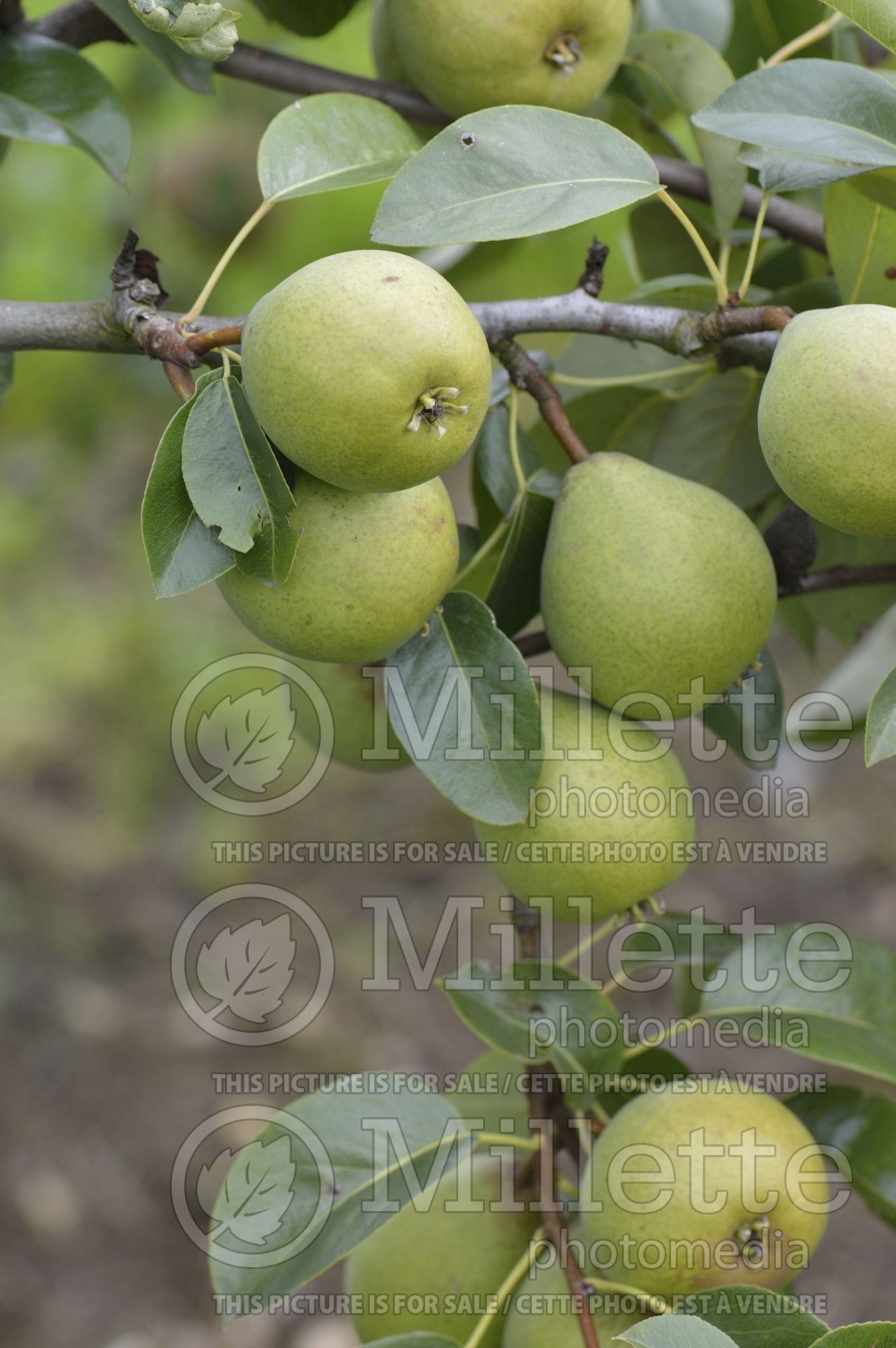Pyrus Blickling (callery pear) 2