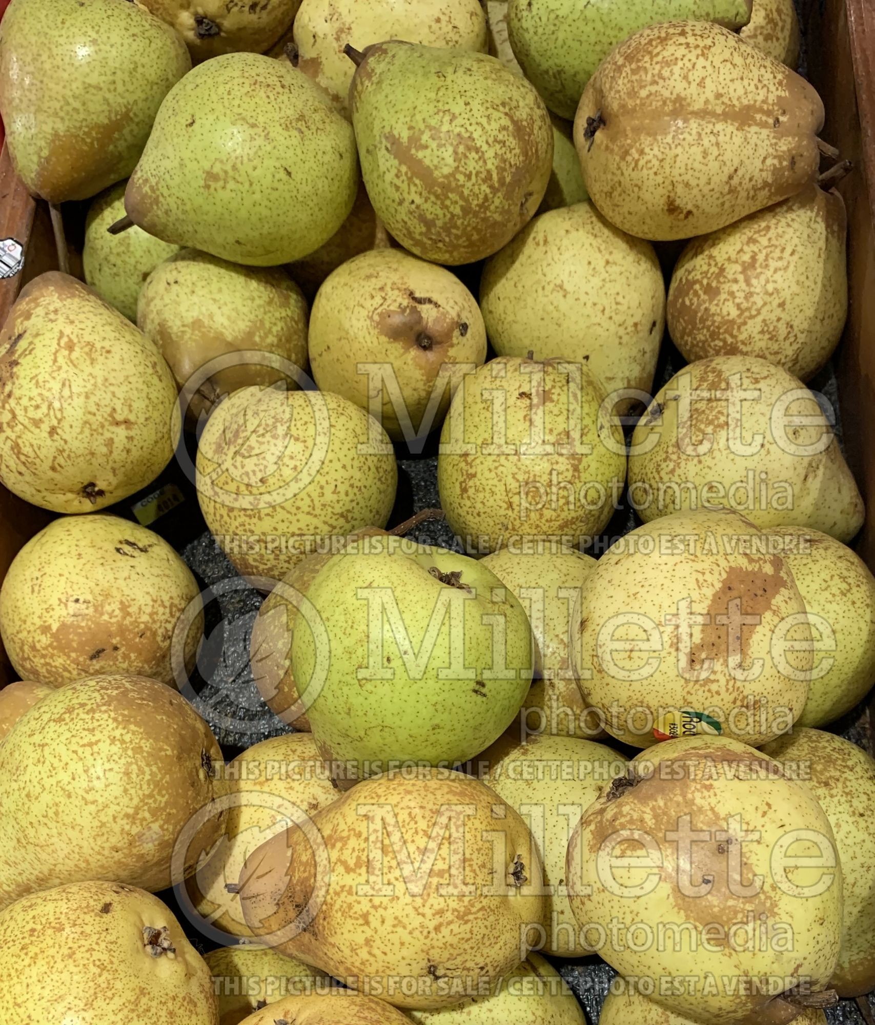 Pyrus Bosc (pear fruit - poire) 1