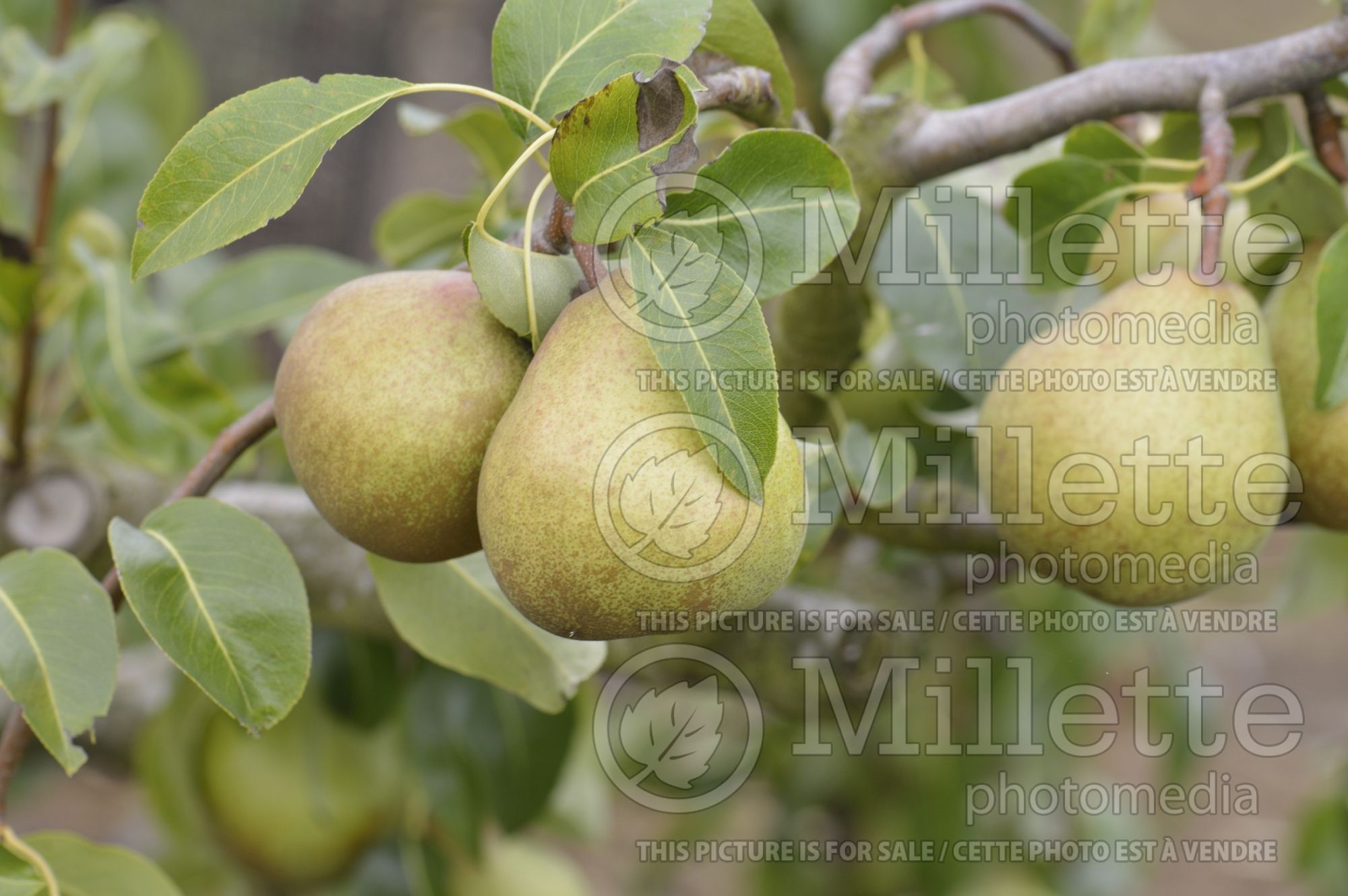 Pyrus Doyenne Georges Boucher (callery pear) 1