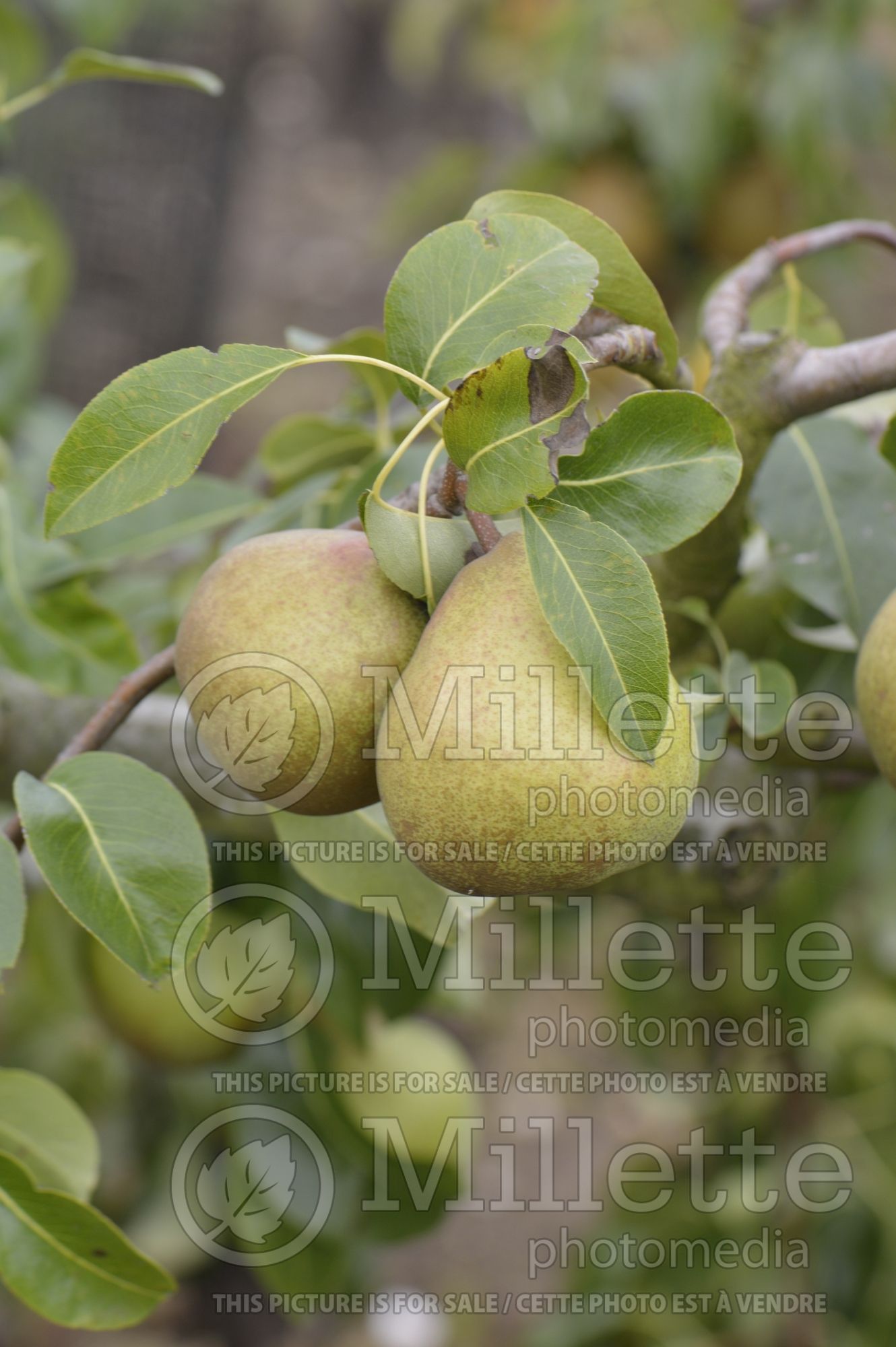 Pyrus Doyenne Georges Boucher (callery pear) 2