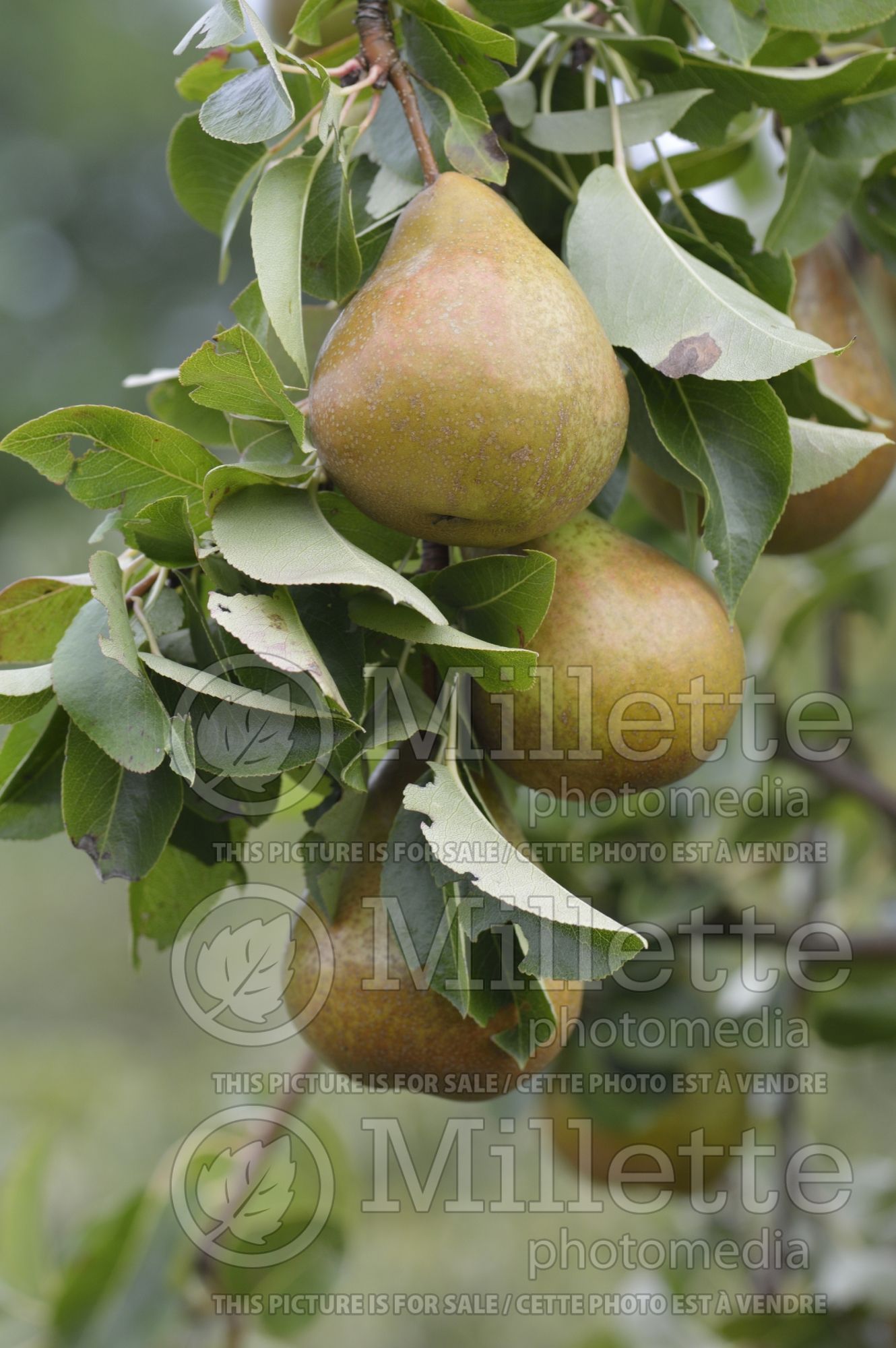 Pyrus Durondeau (callery pear) 1