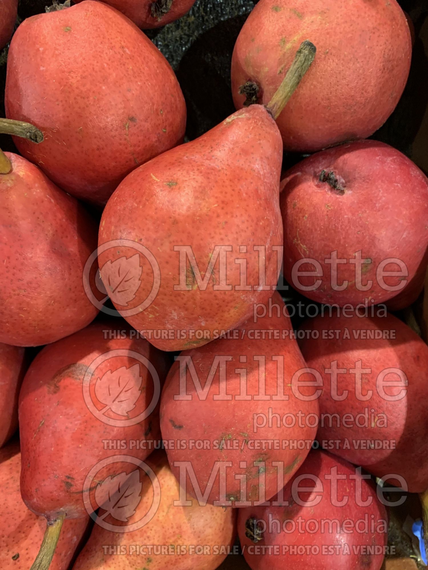 Pyrus Red d'Anjou (pear fruit - poire) 1