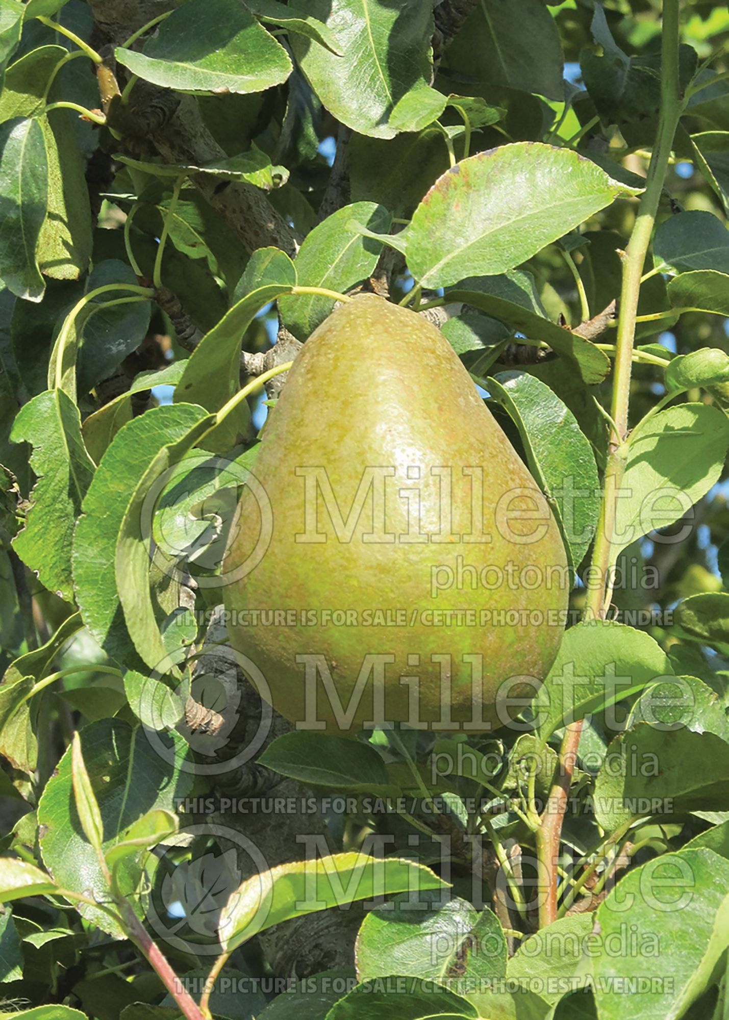 Pyrus LeConte (callery pear) 1