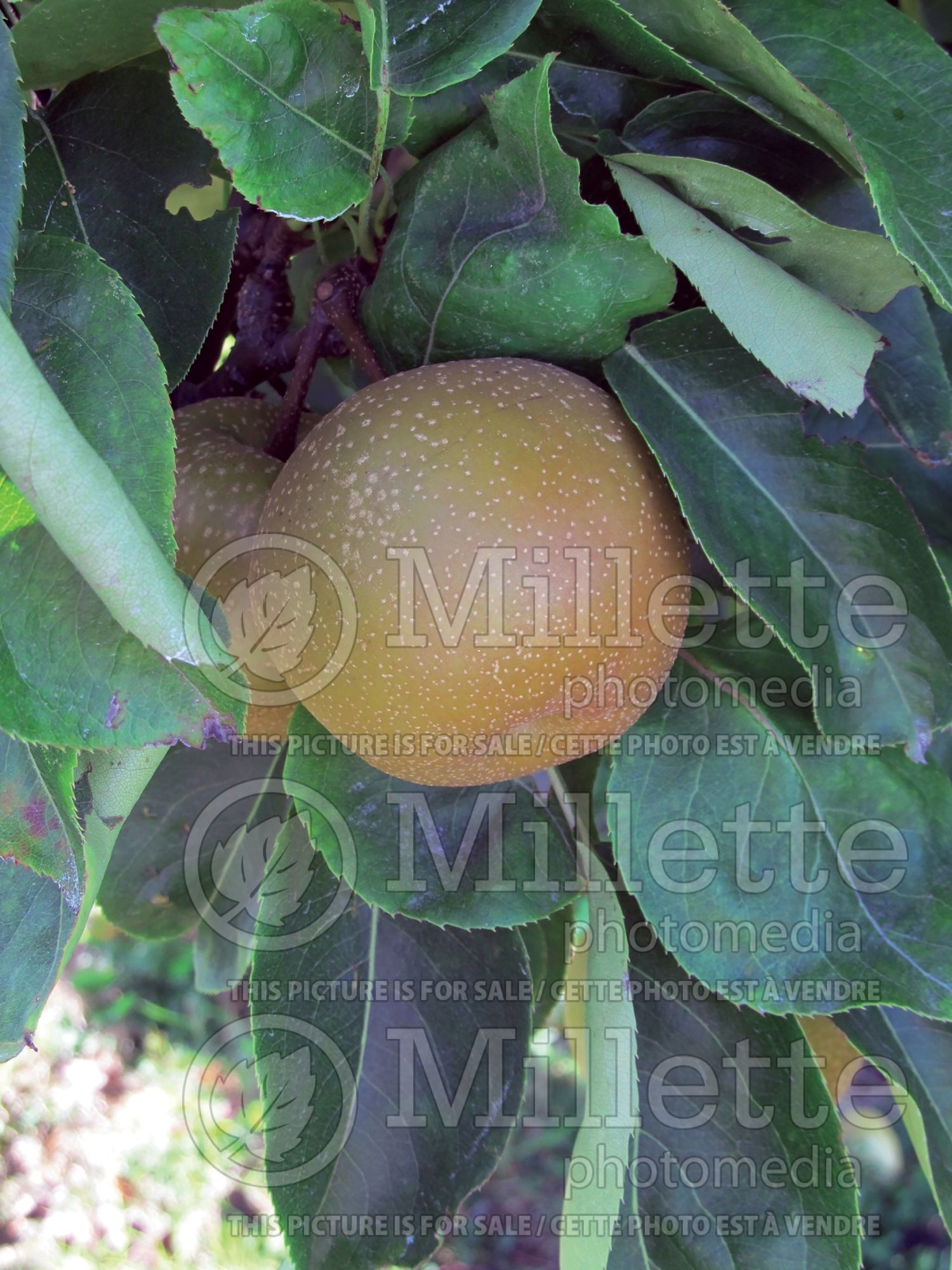 Pyrus Shinko (Pear) 1
