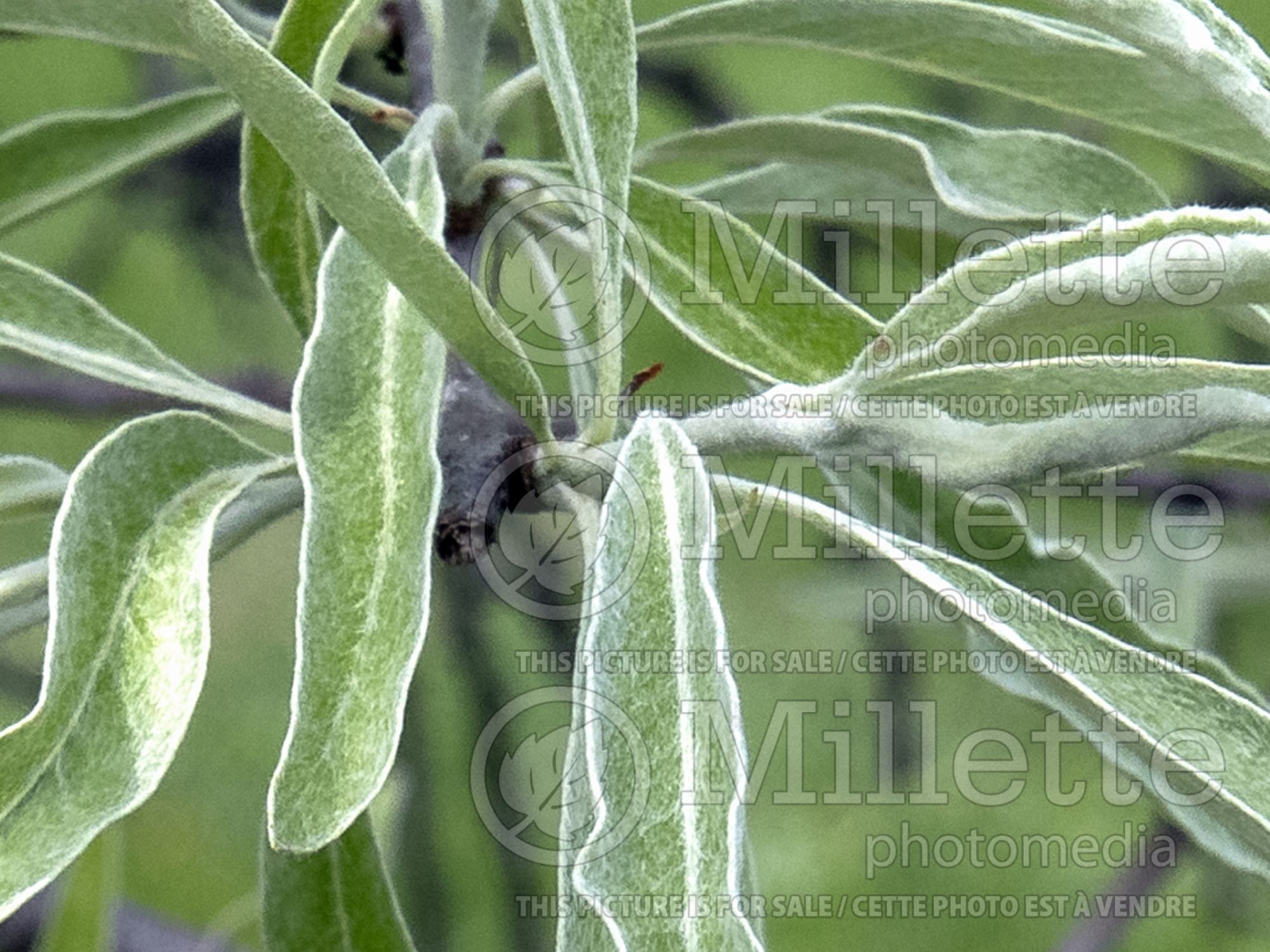 Pyrus Silver Frost (willowleaf pear) 2
