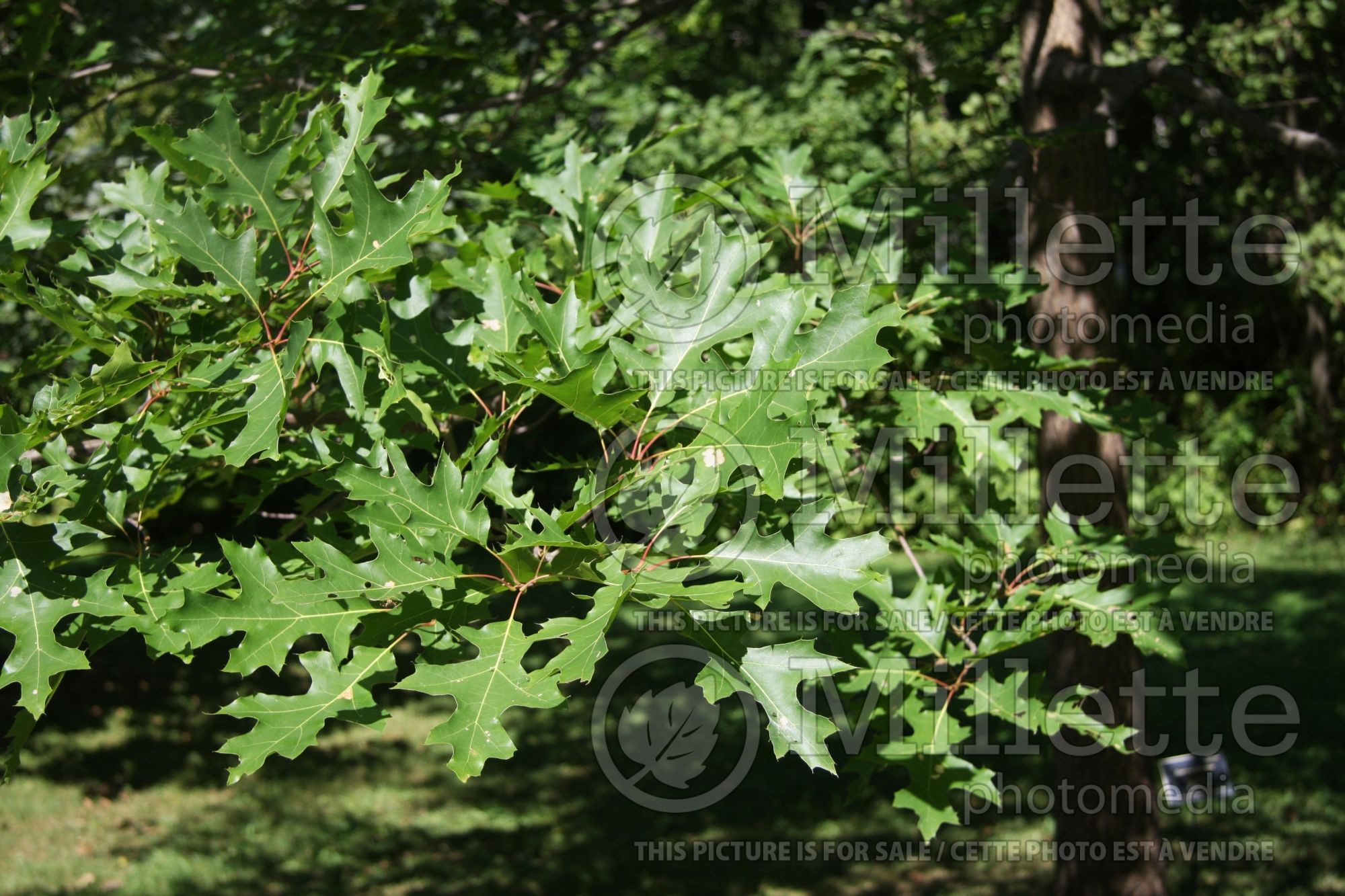 Quercus coccinea (Scarlet oak) 5