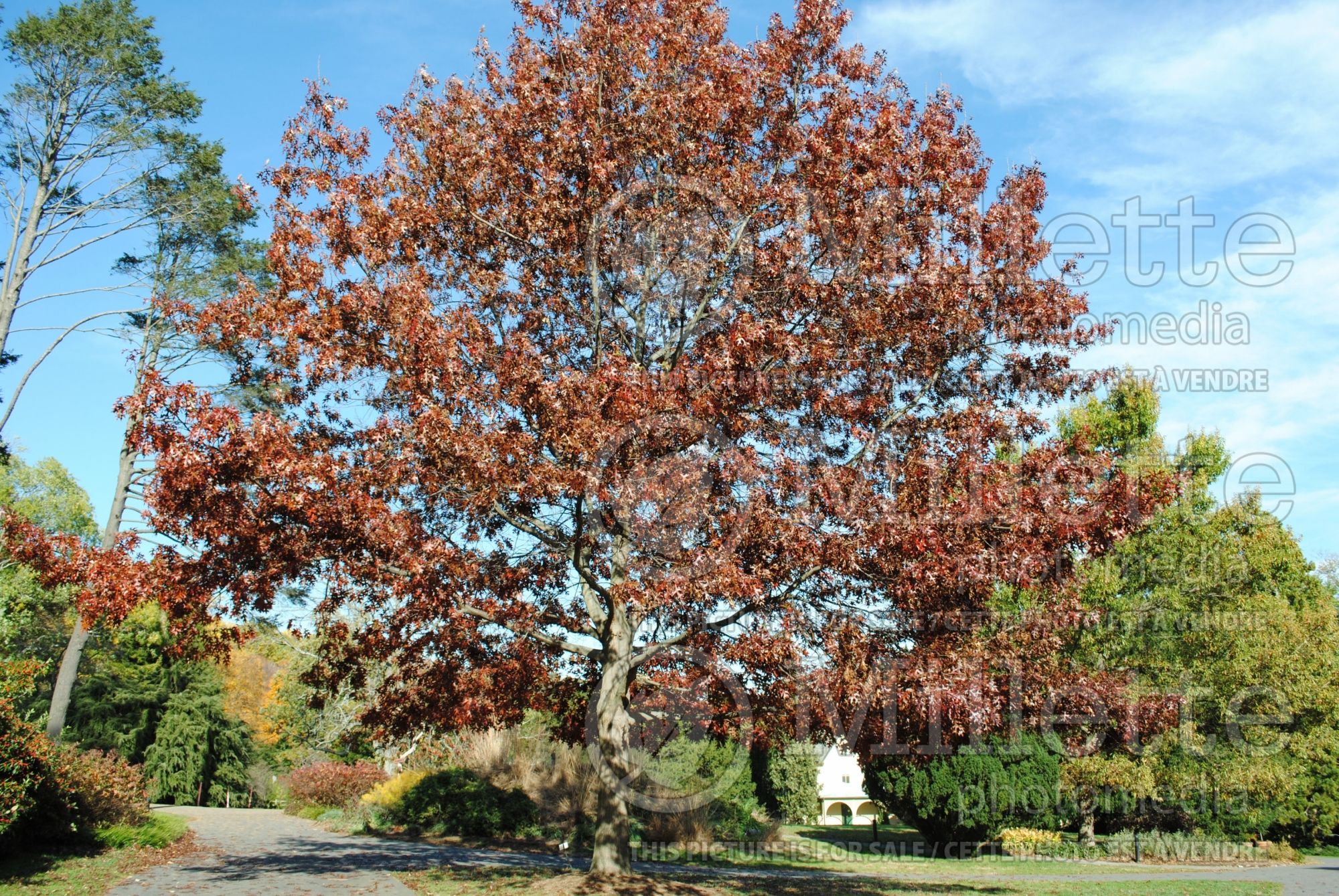 Quercus coccinea (Scarlet oak) 3