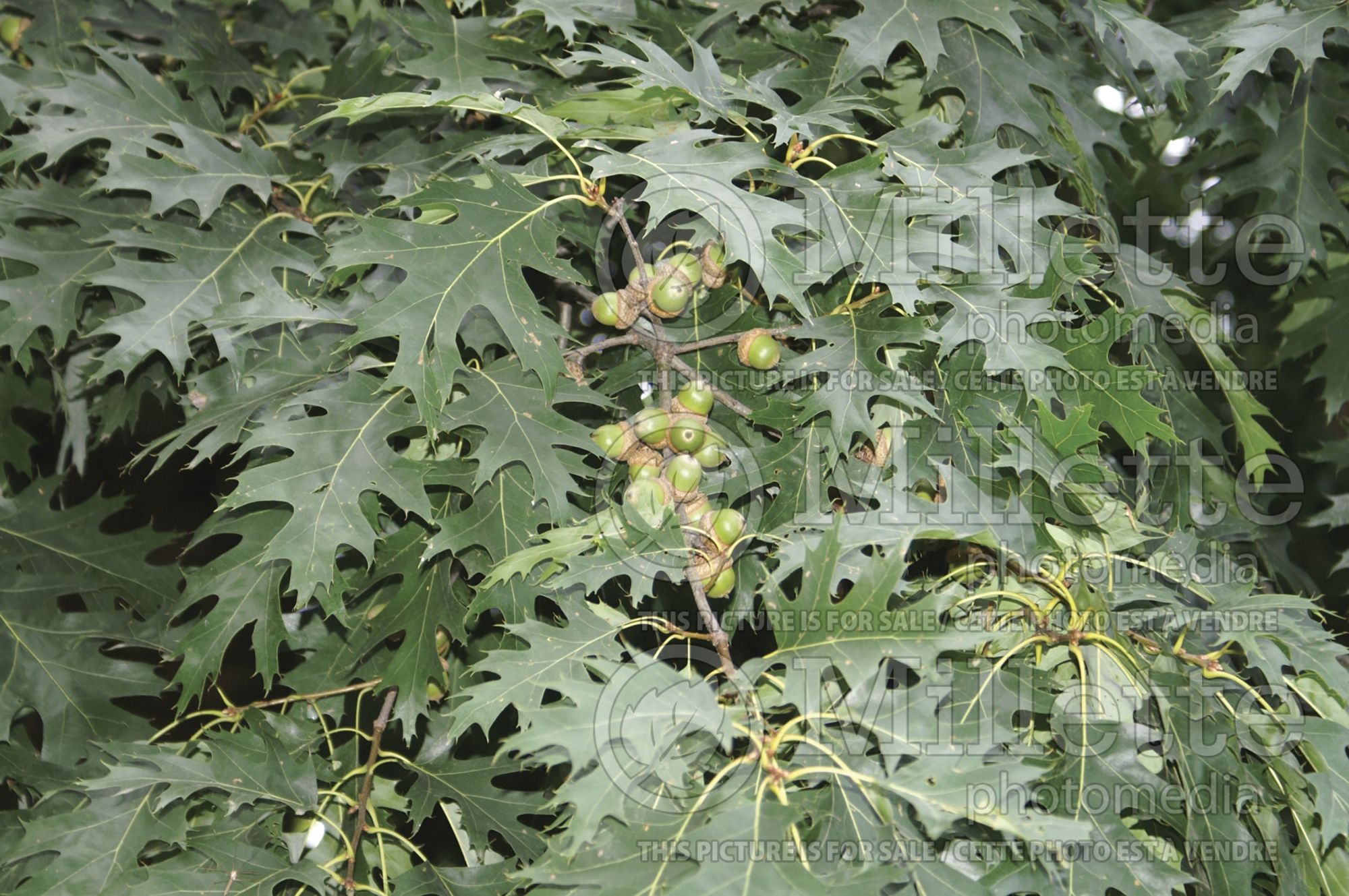 Quercus coccinea (Scarlet oak) 6