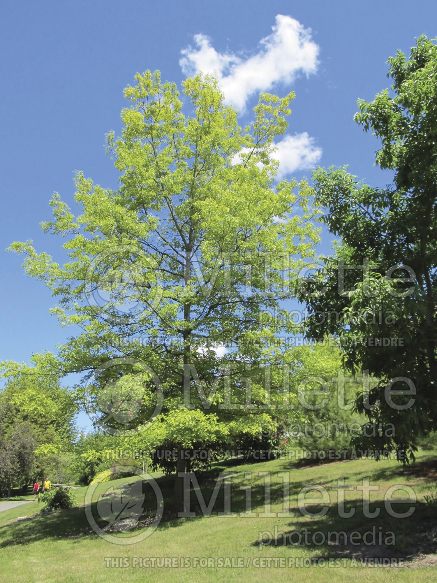 Quercus coccinea (Scarlet oak) 2