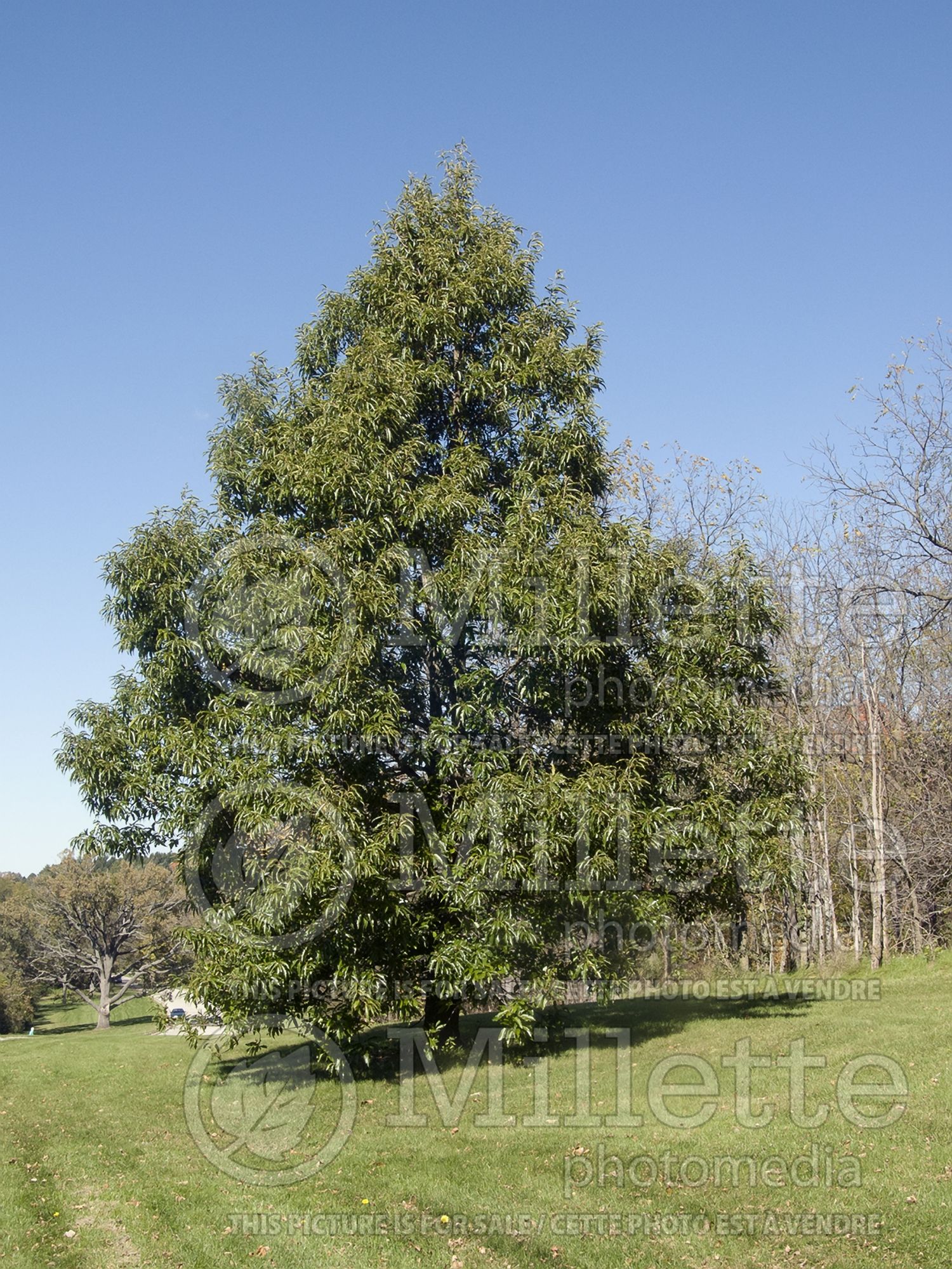 Quercus muehlenbergii (chinkapin oak) 1