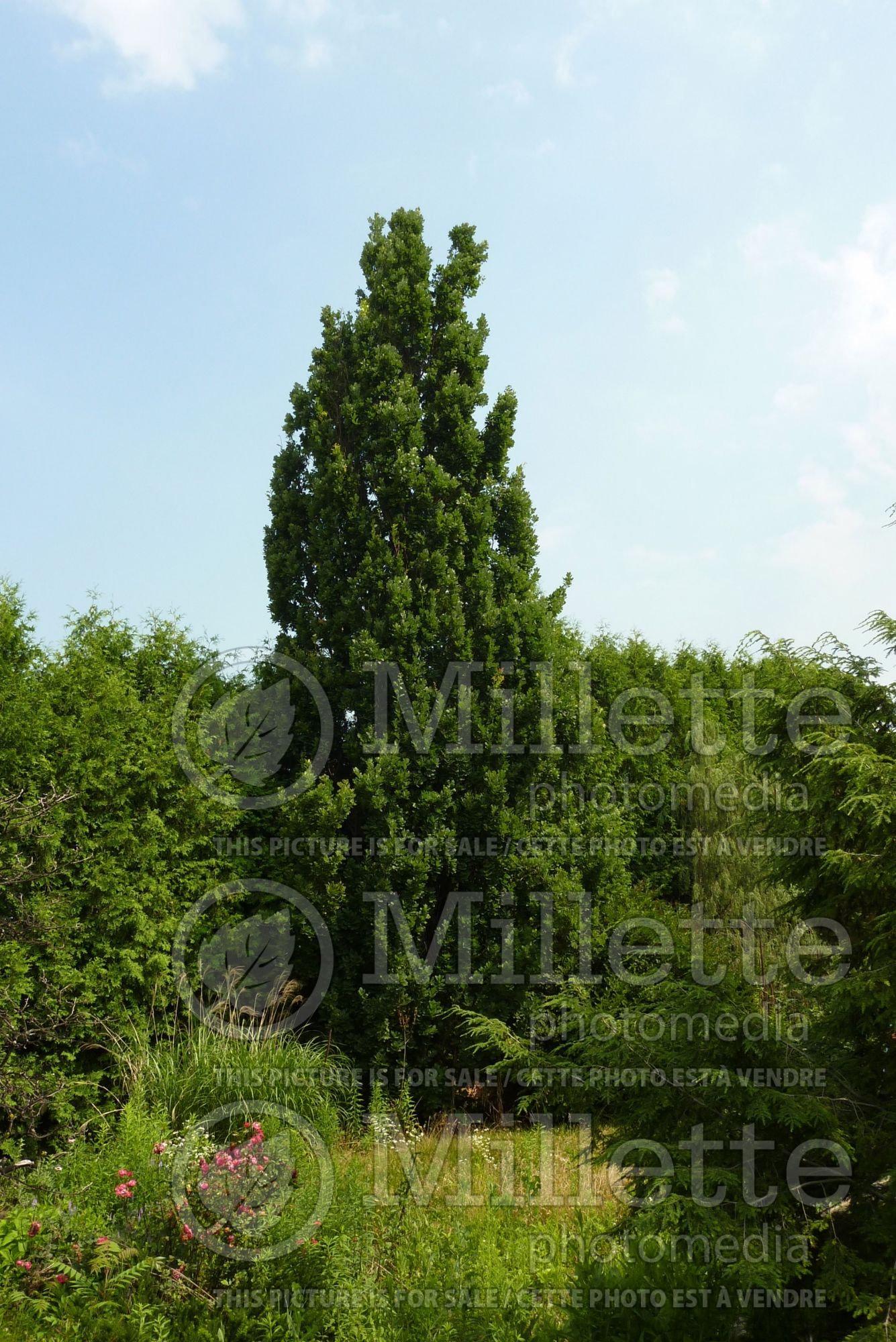 Quercus Green Pillar aka Pringreen (Pin oak) 5