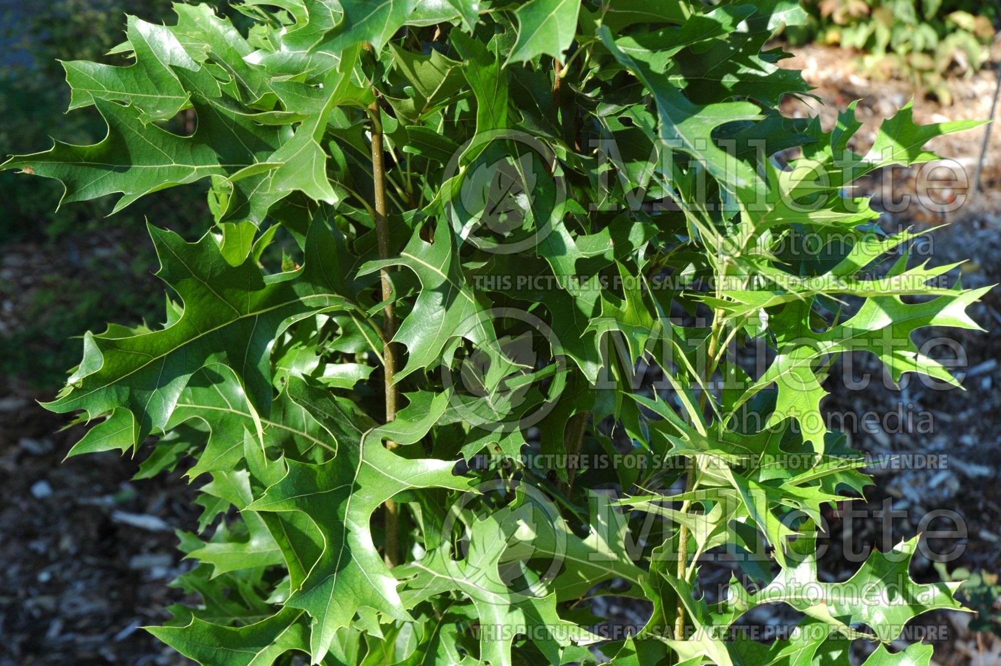 Quercus Green Pillar aka Pringreen (Pin oak) 4