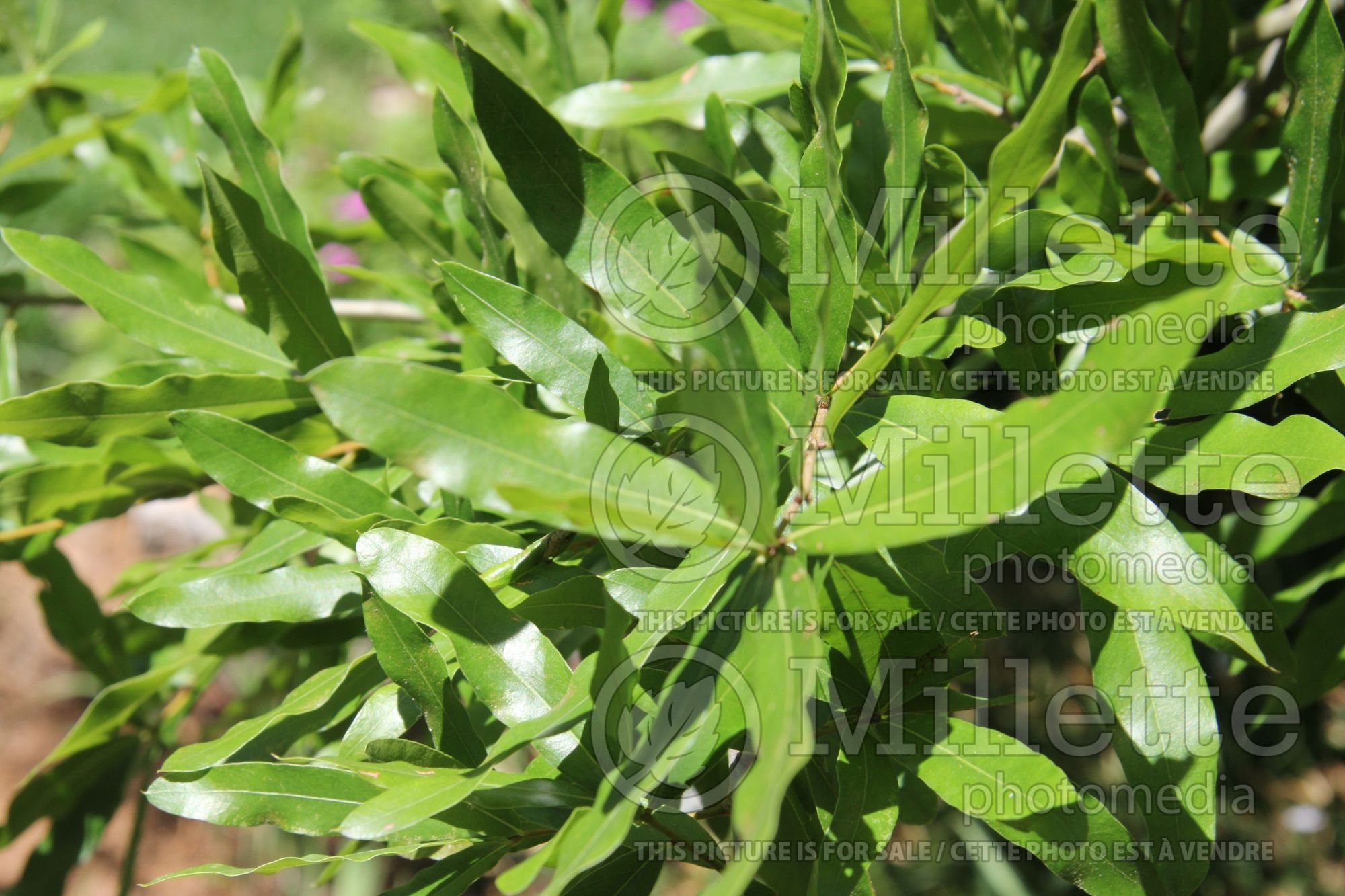 Quercus phellos (willow oak) 1