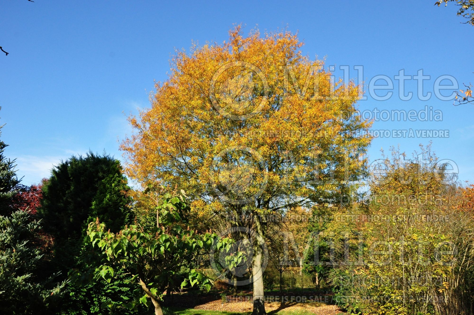 Quercus phellos (willow oak) 5