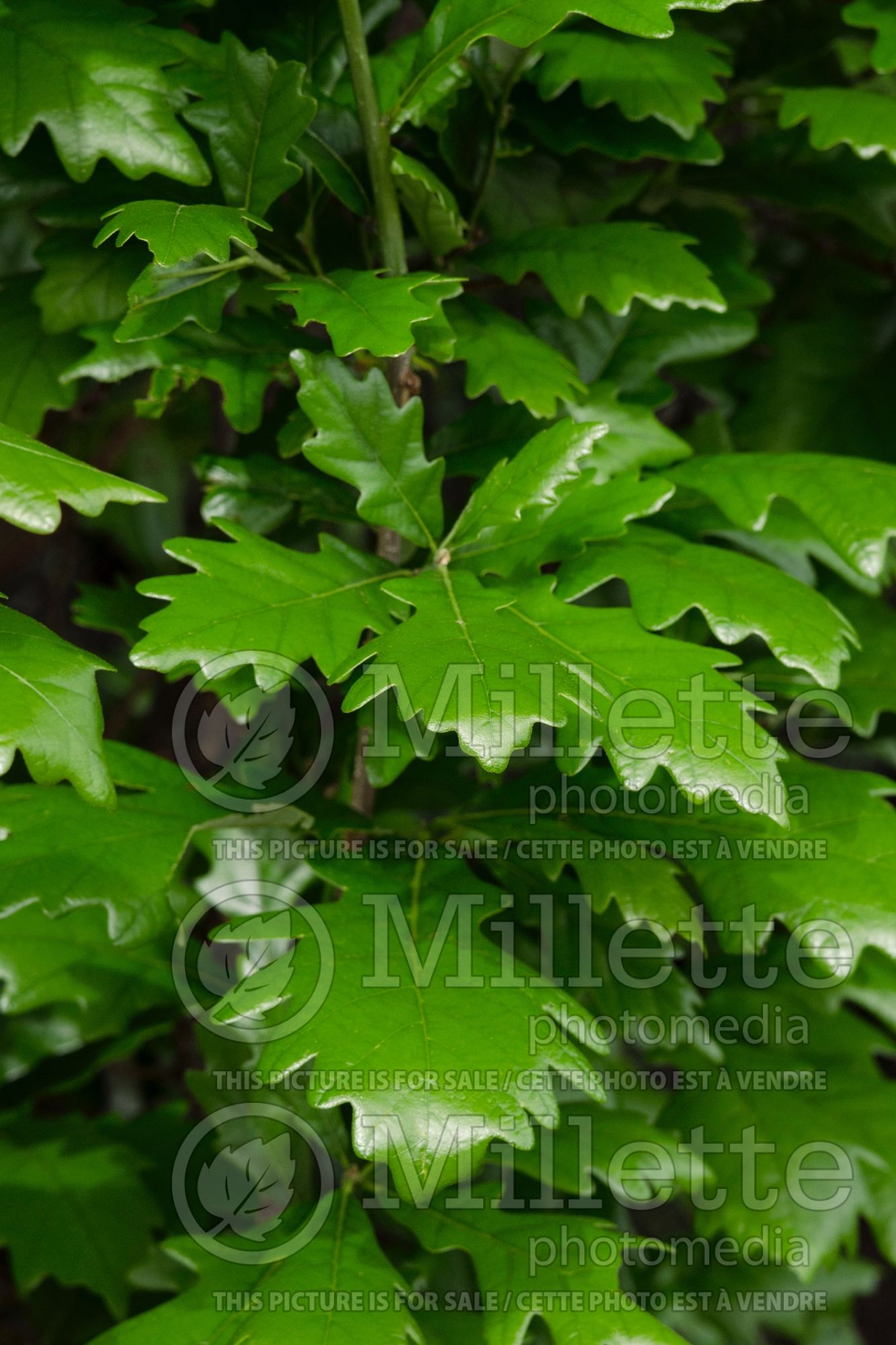 Quercus Regal Prince aka Long (Northern Red Oak) 4
