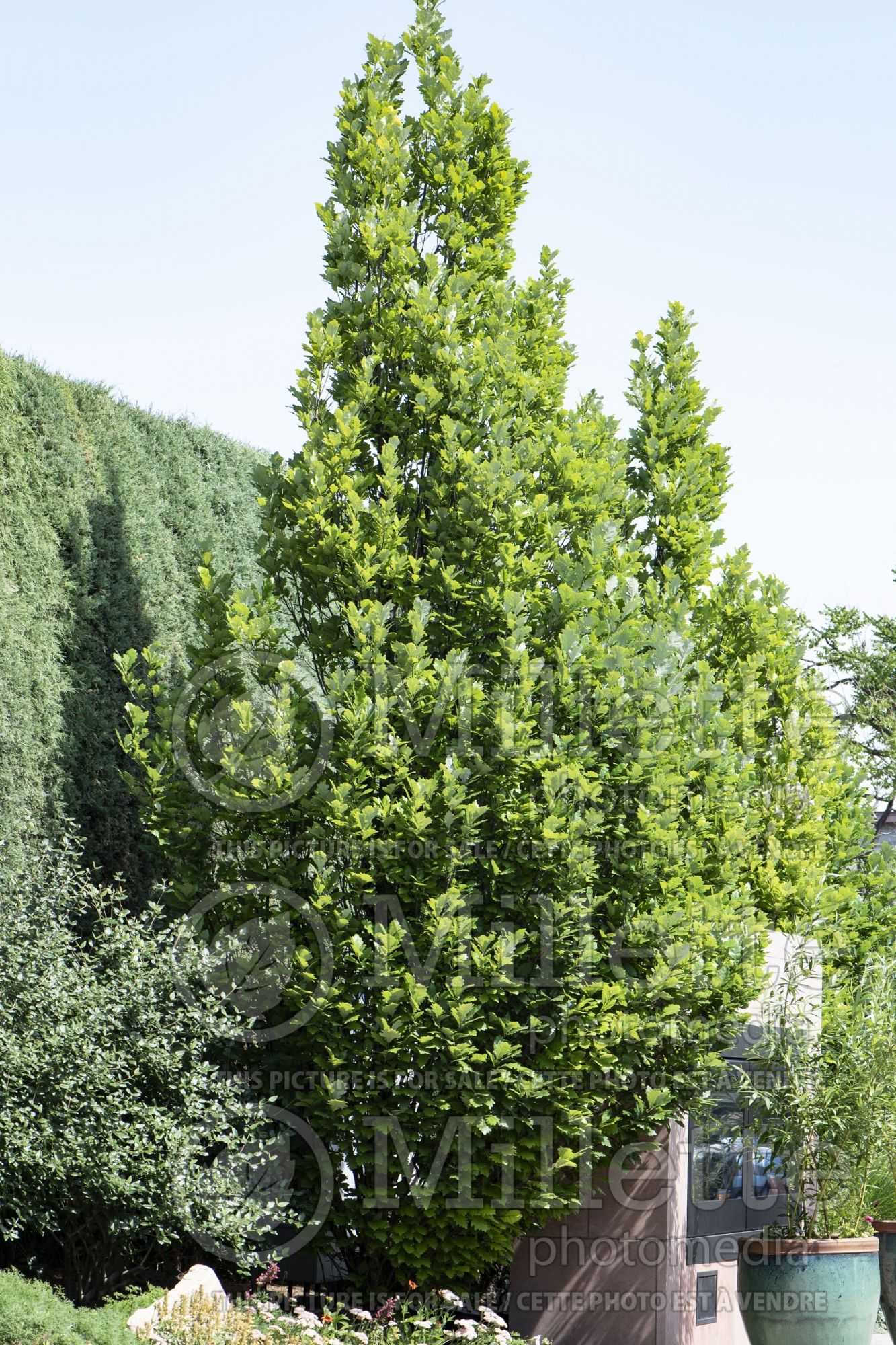 Quercus Regal Prince aka Long (Northern Red Oak) 2