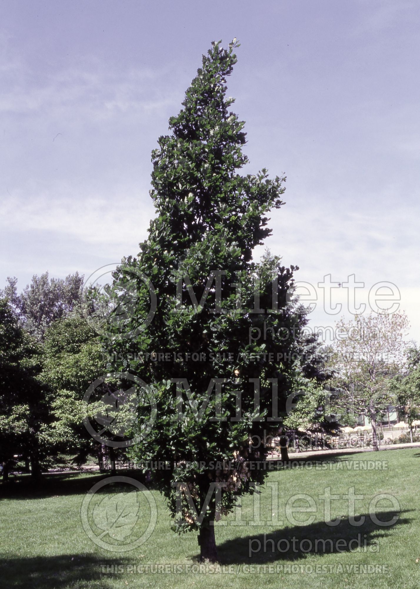 Quercus Fastigiata (English oak) 9