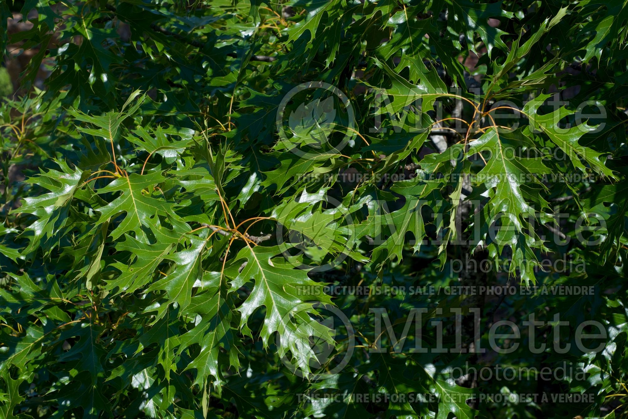 Quercus shumardii (shumard oak) 4