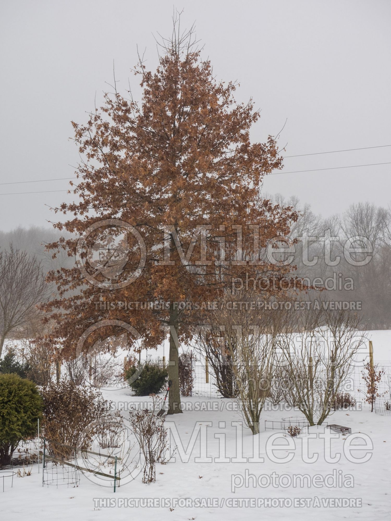 Quercus shumardii (shumard oak) 5