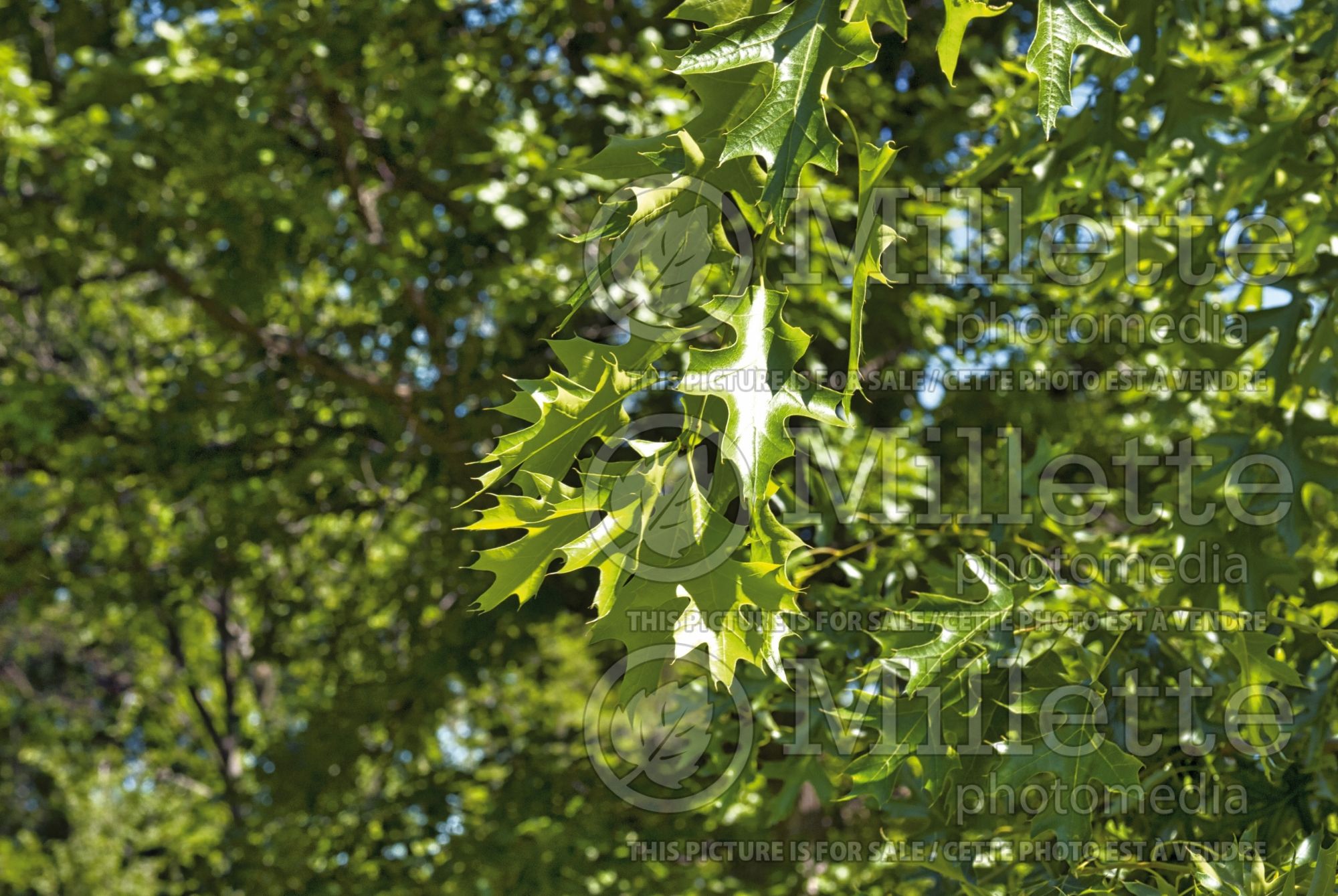 Quercus velutina (black oak) 1