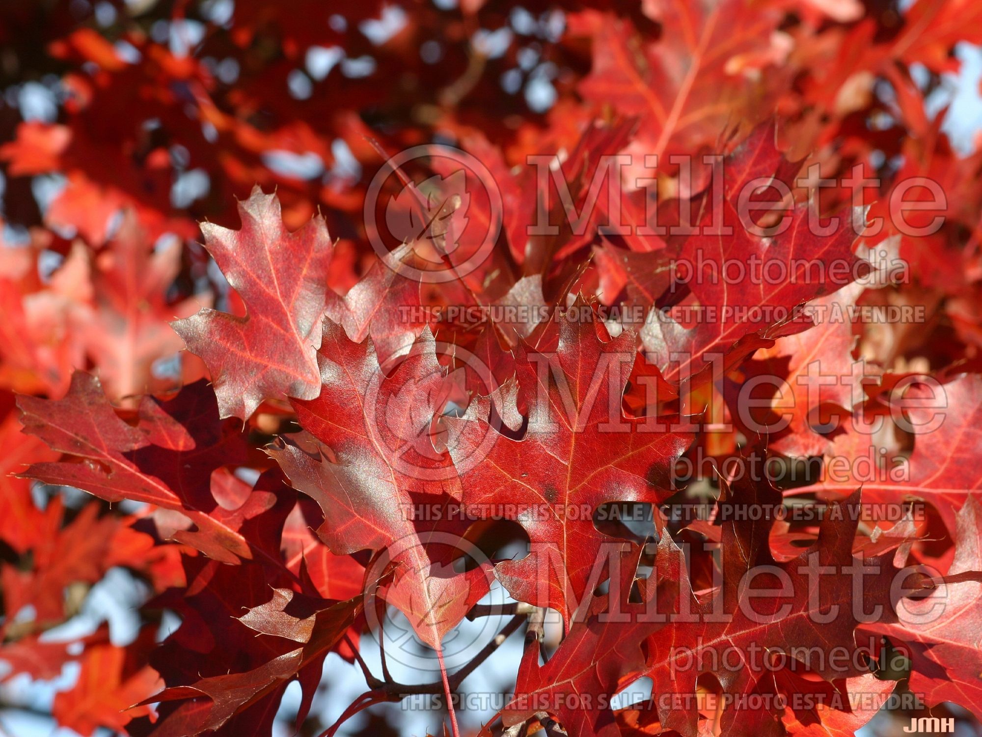 Quercus velutina (black oak) 5
