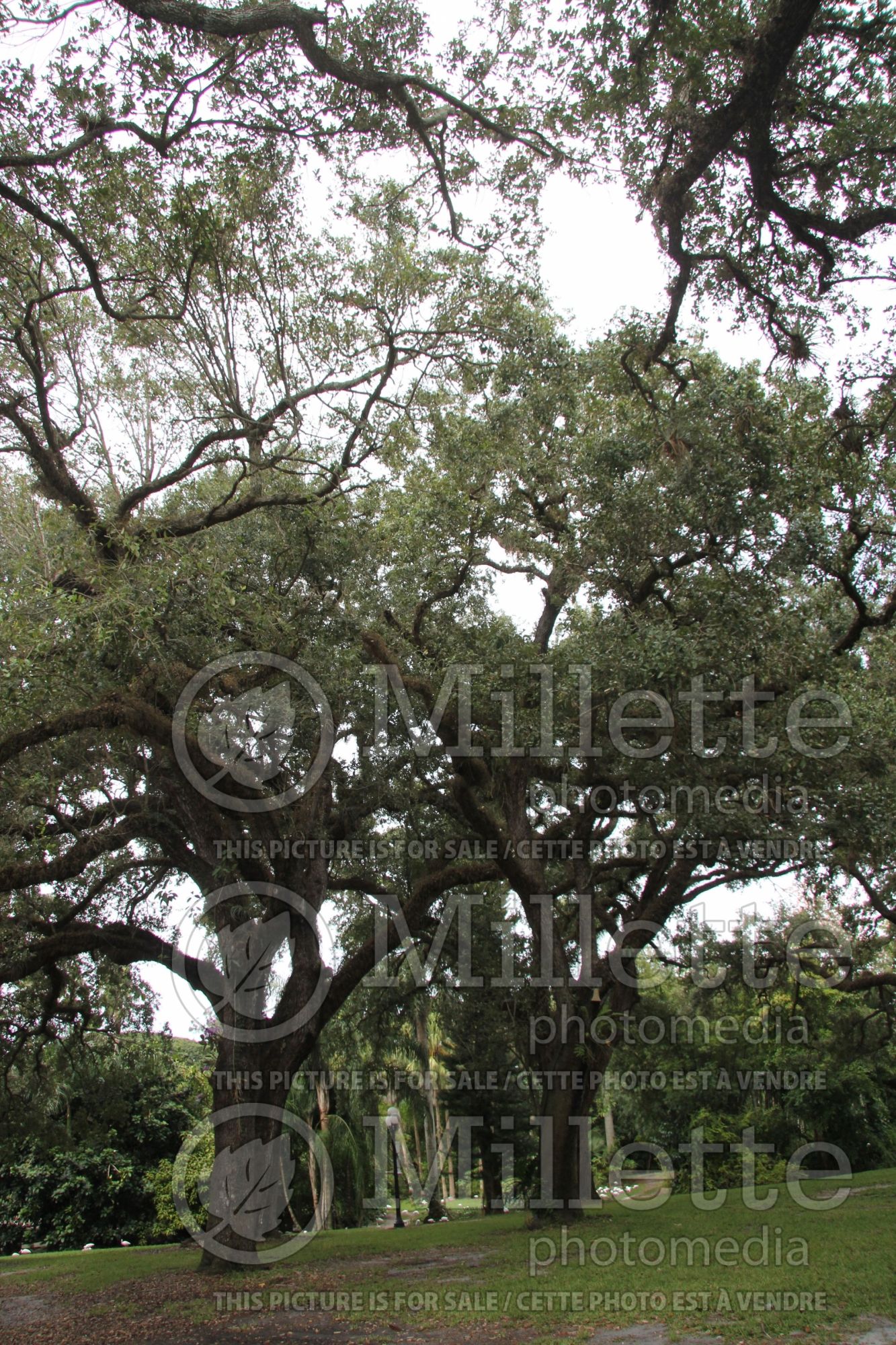 Quercus virginiana (Live oak) 2