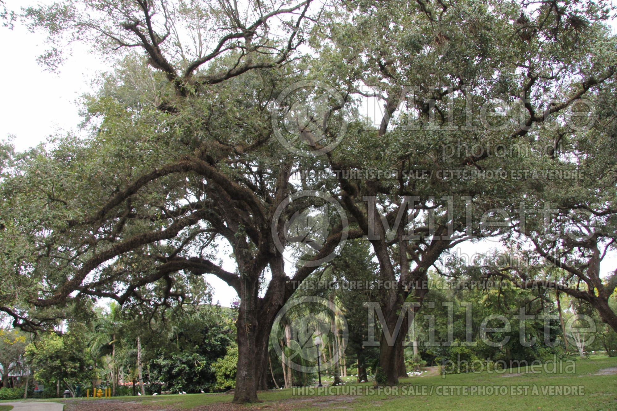 Quercus virginiana (Live oak) 3