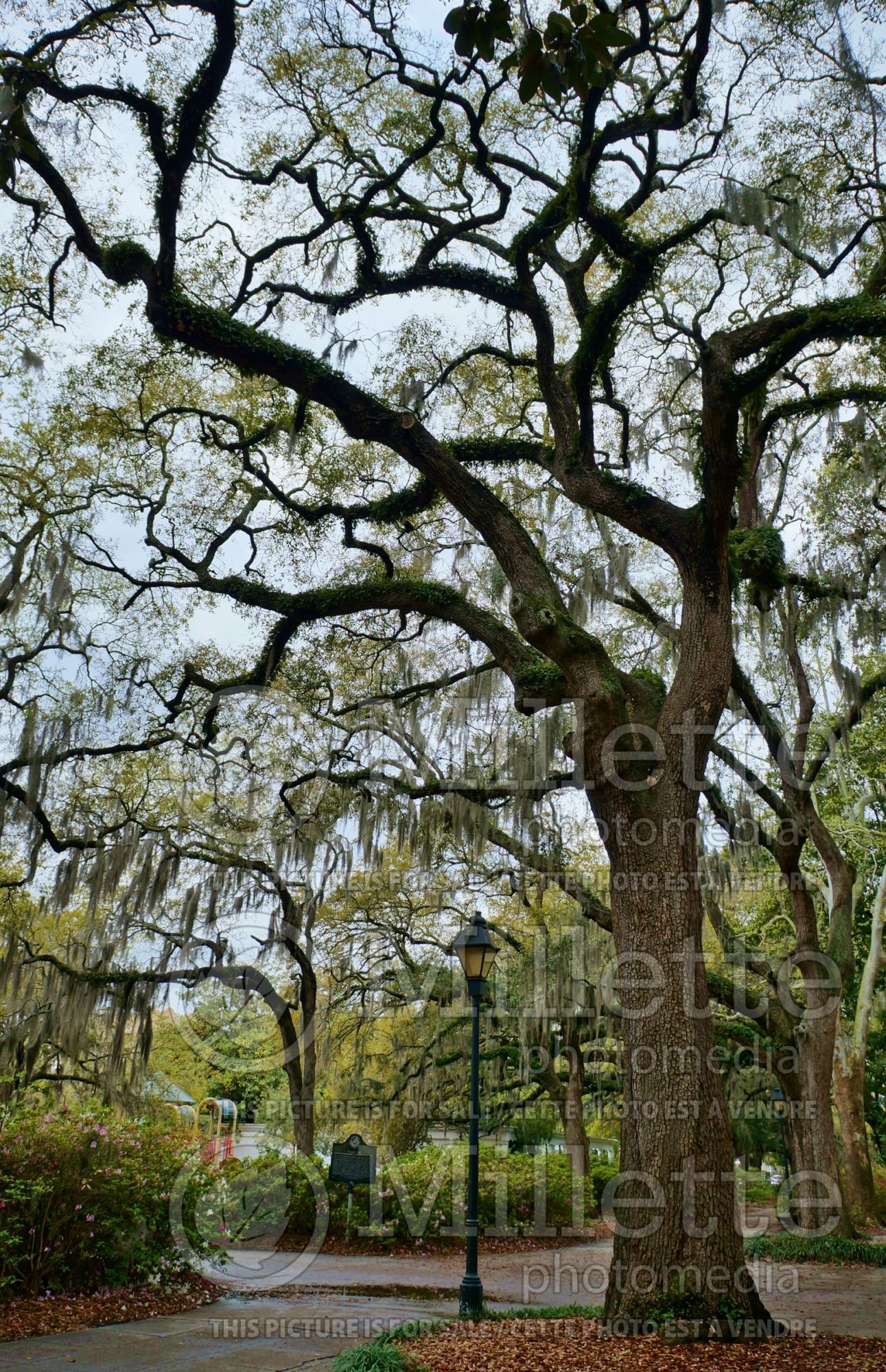 Quercus virginiana (Live oak) 1