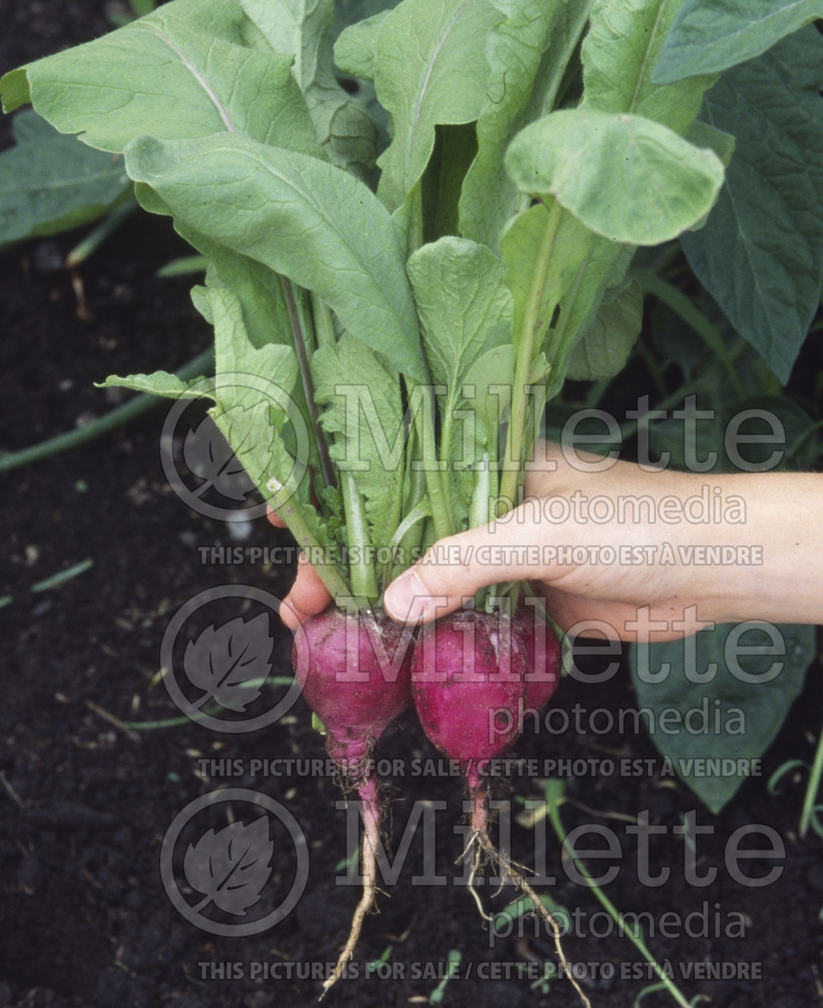 Raphanus sativus (Radish vegetable - radis) 10