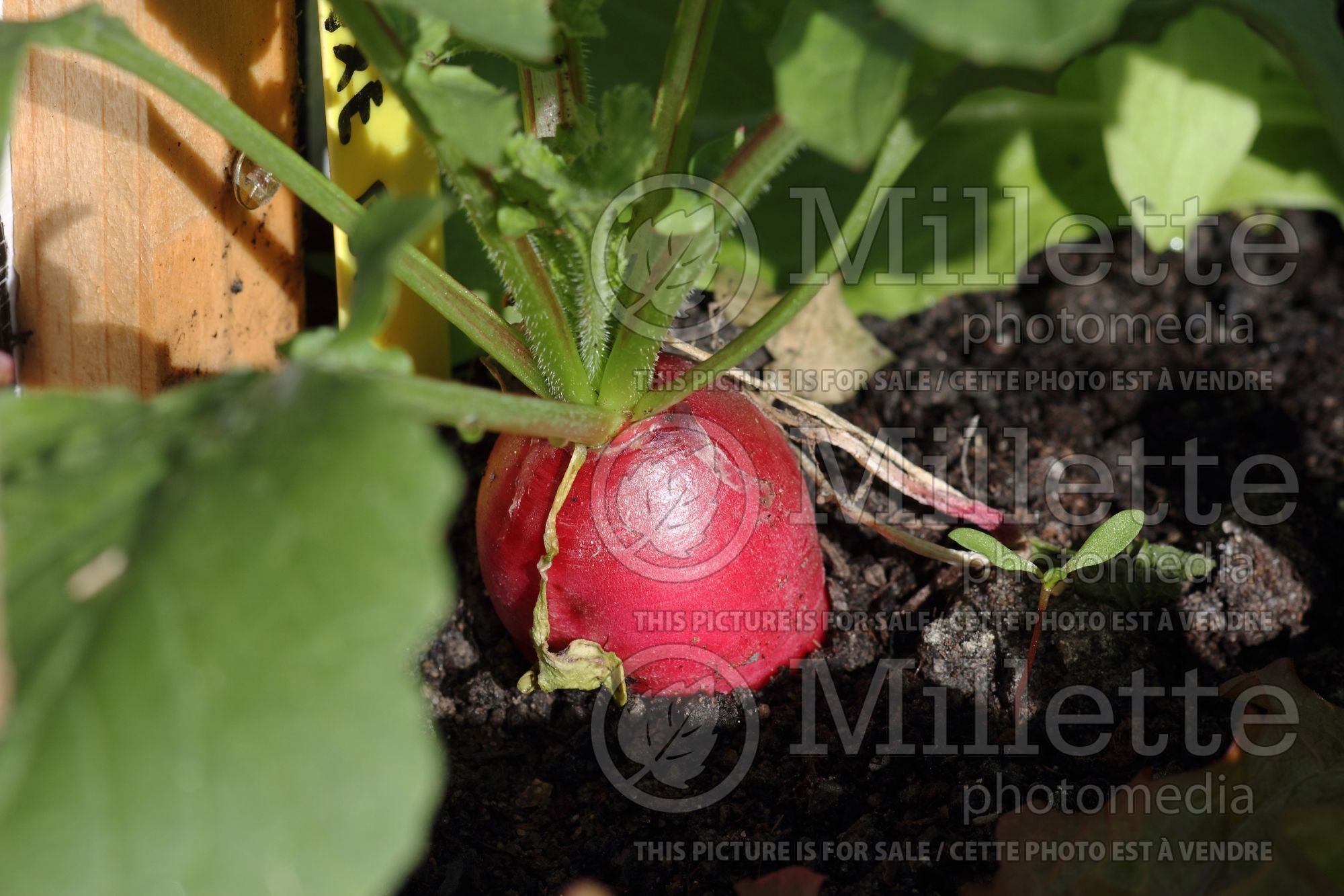 Raphanus sativus (Radish) 3