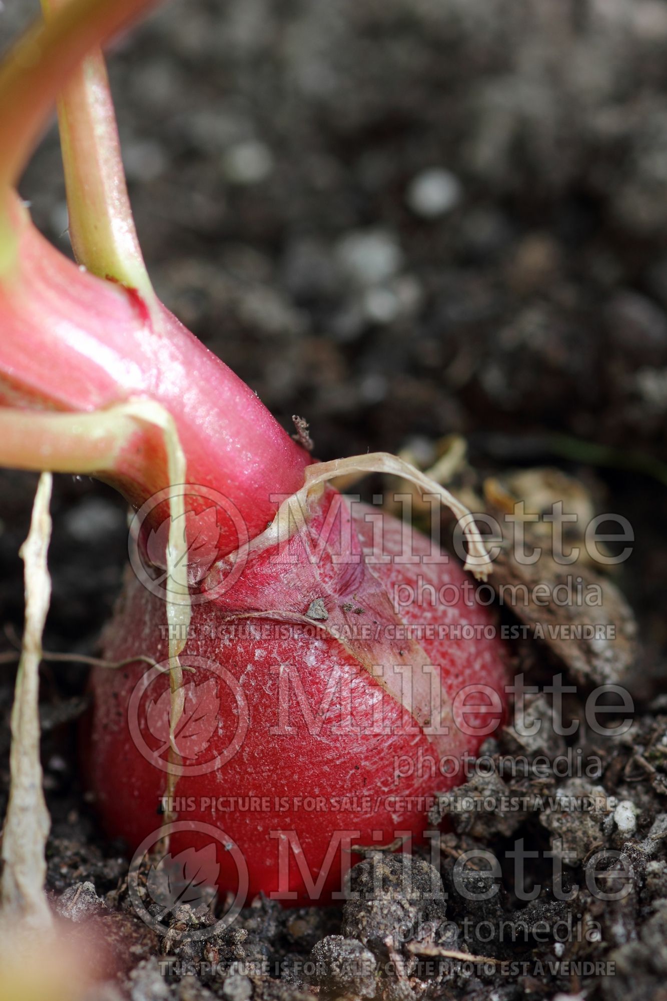 Raphanus sativus (Radish) 4
