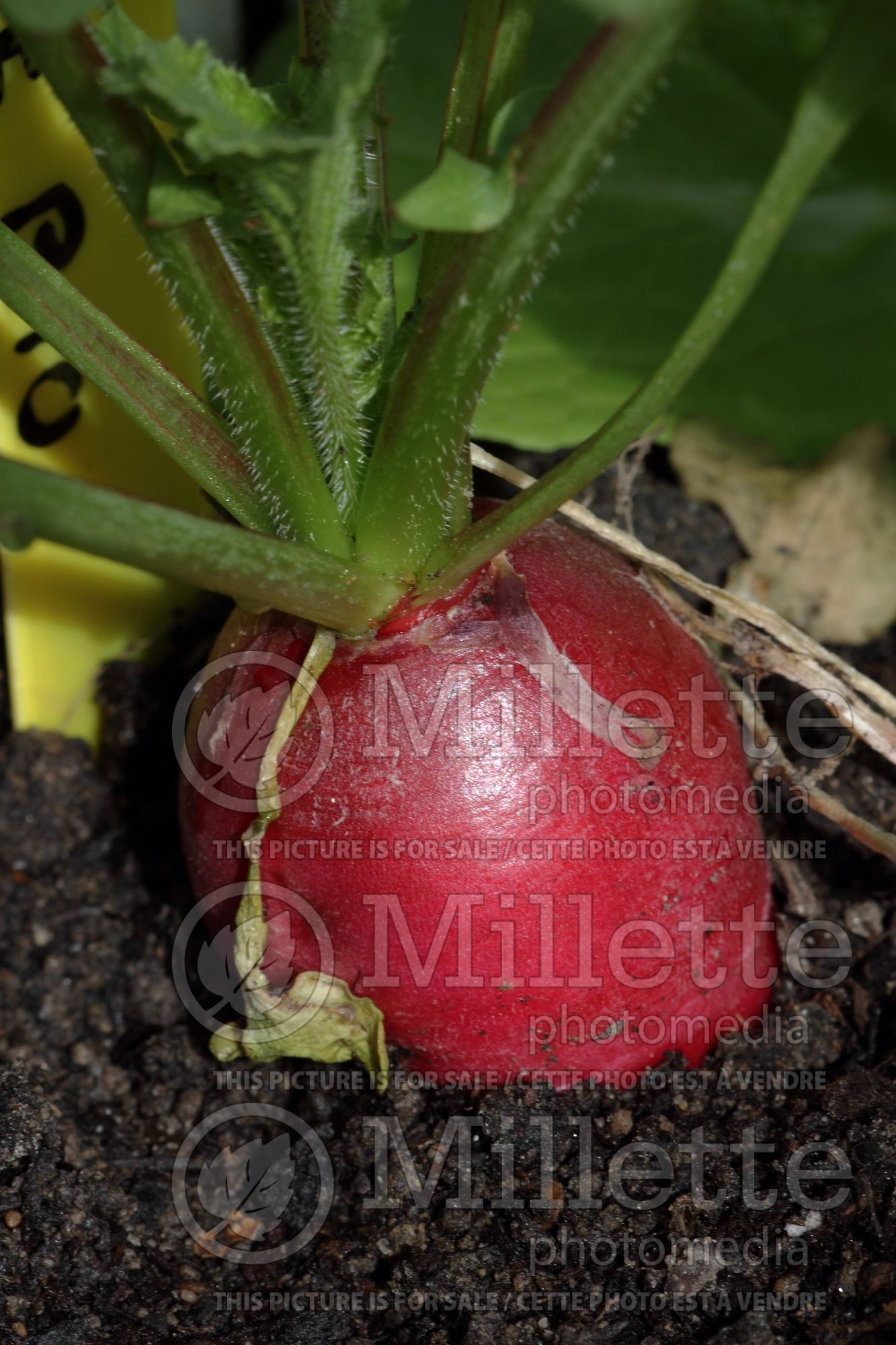 Raphanus sativus (Radish) 2