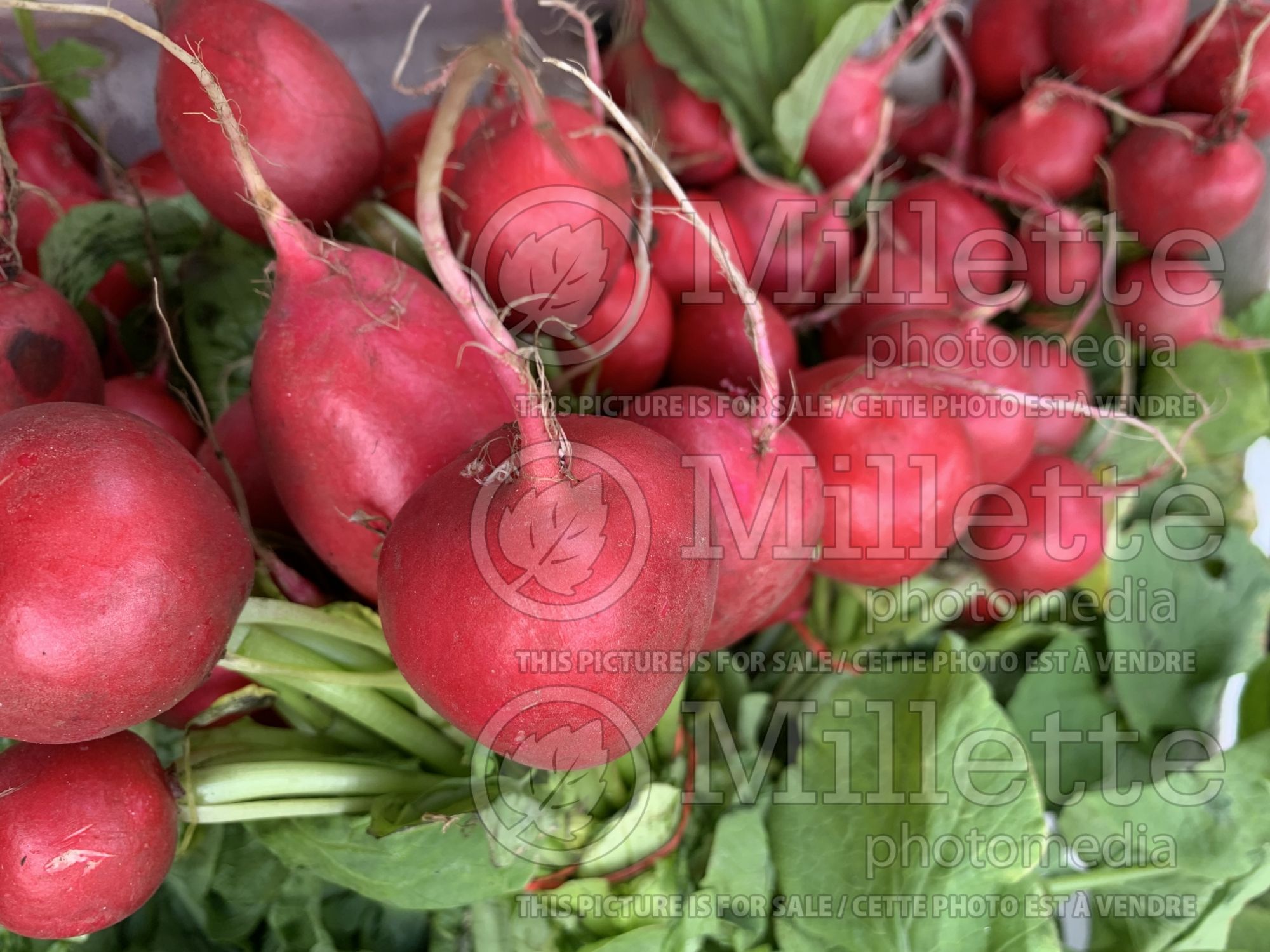 Raphanus sativus (Radish vegetable - radis) 5