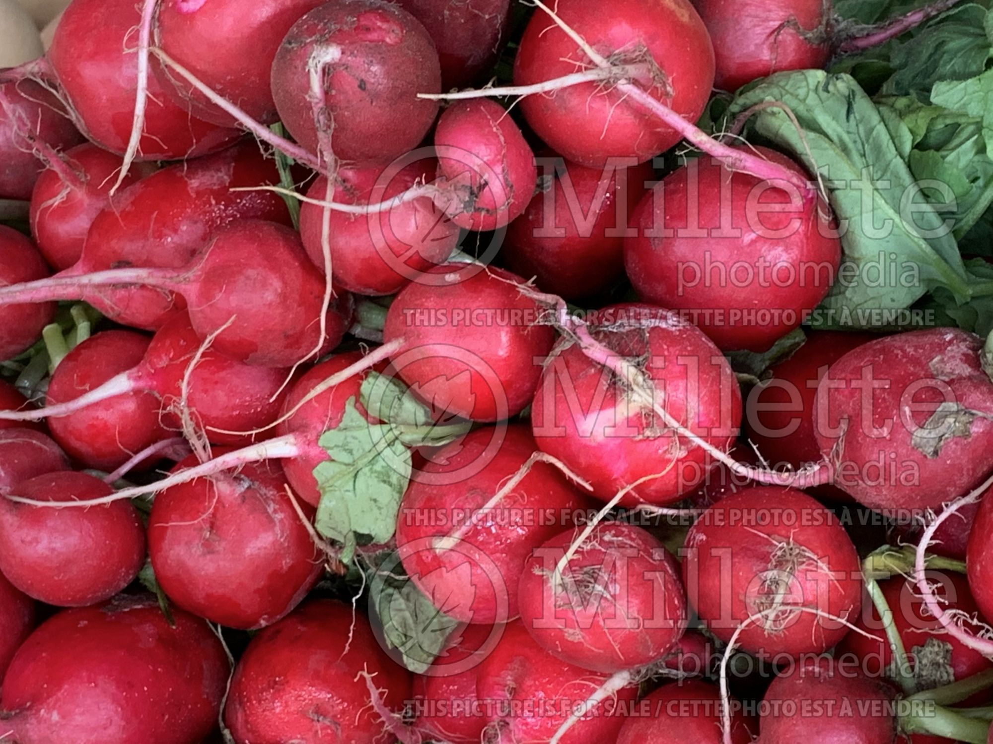 Rhaphanus sativus (Radish vegetable) 7