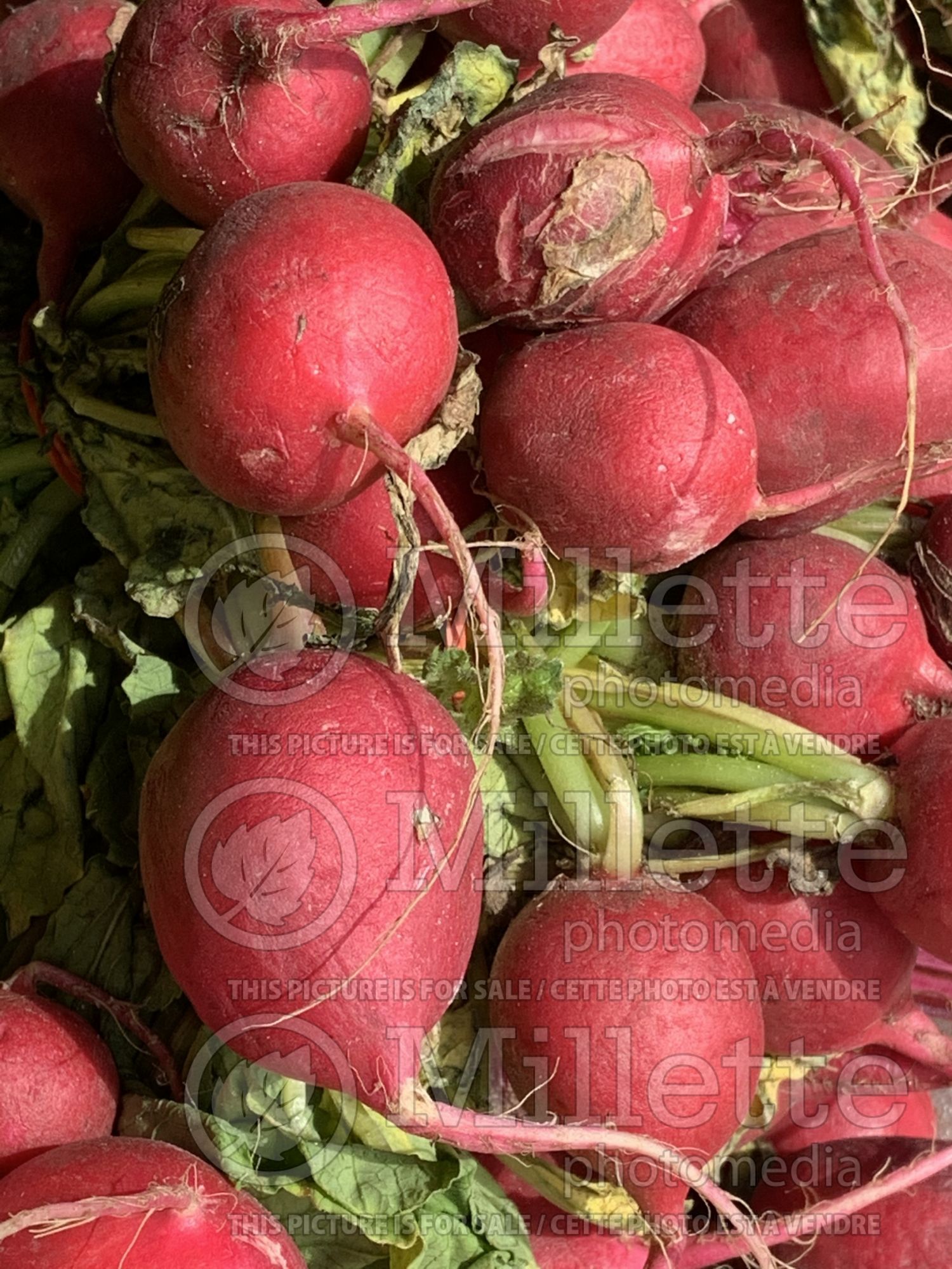 Raphanus sativus (Radish vegetable - radis) 9