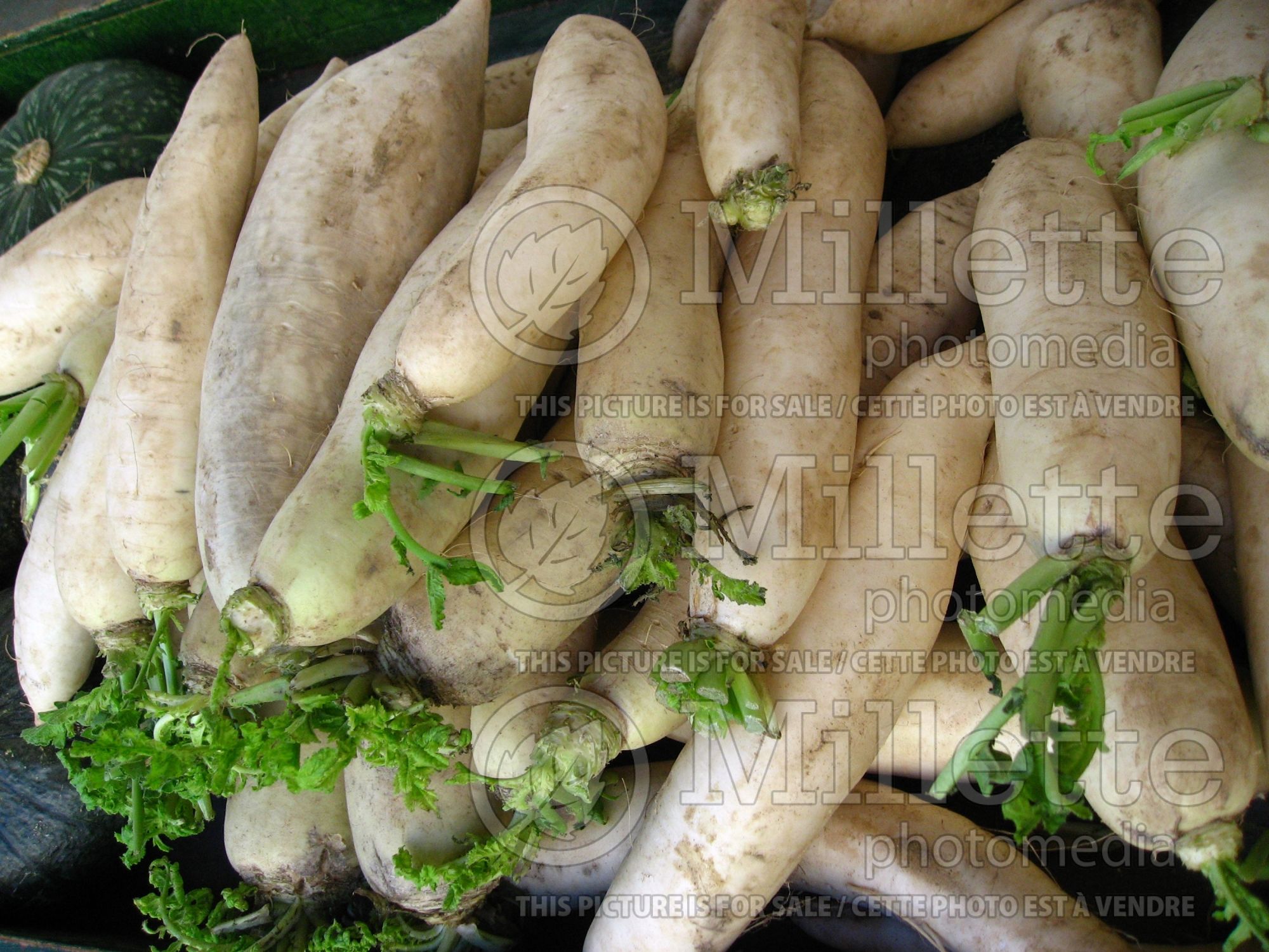 Raphanus sativus var. longipinnatus (Japanese Radish Daikon - radis) 7